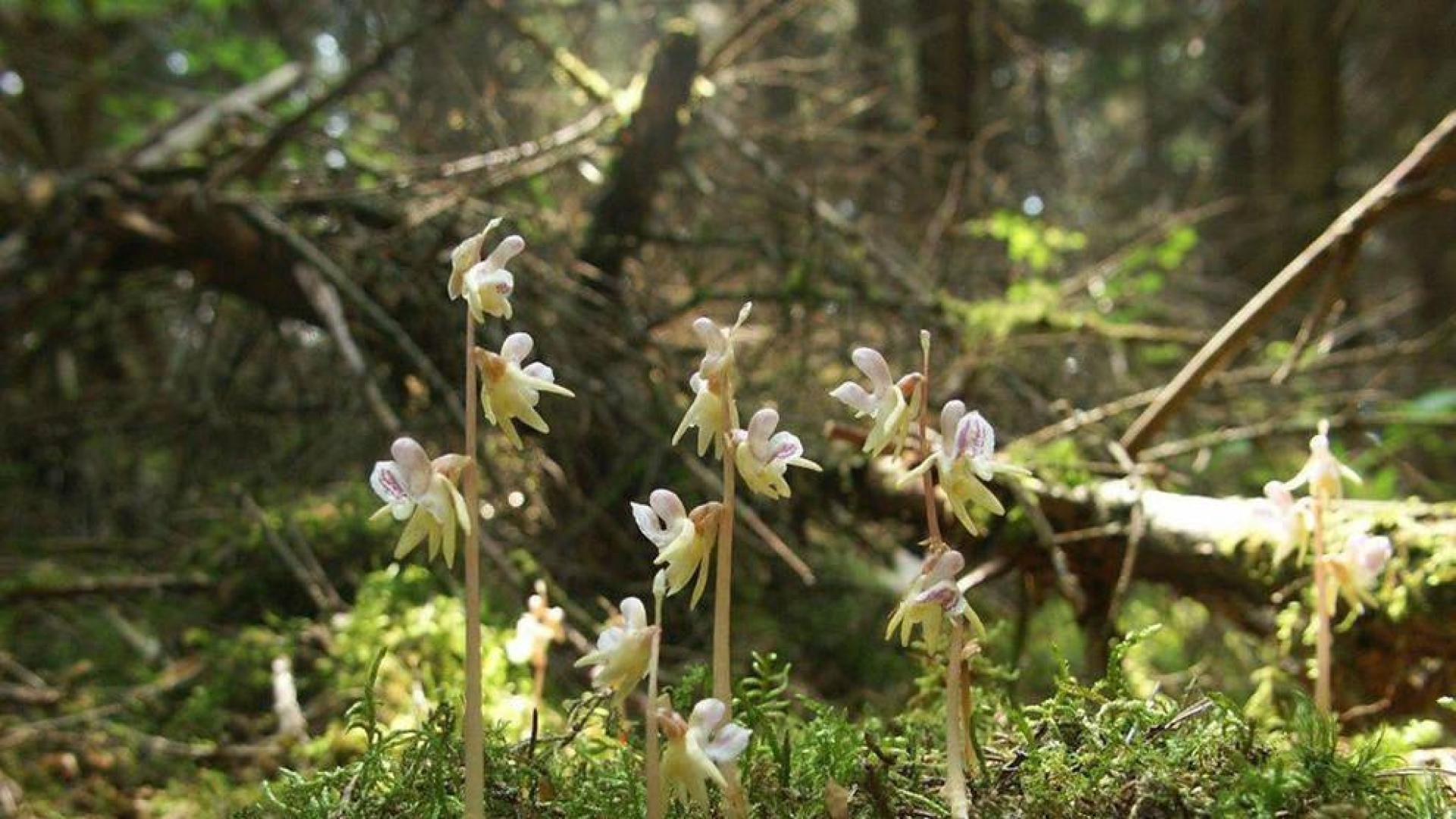 'Epipogium aphyllum' u orquídea fantasma, una especie navarra en peligro