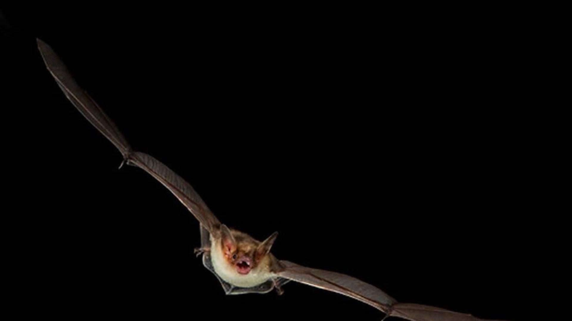 'Myotis blythii' o murciélago ratonero mediano, una especie navarra en peligro