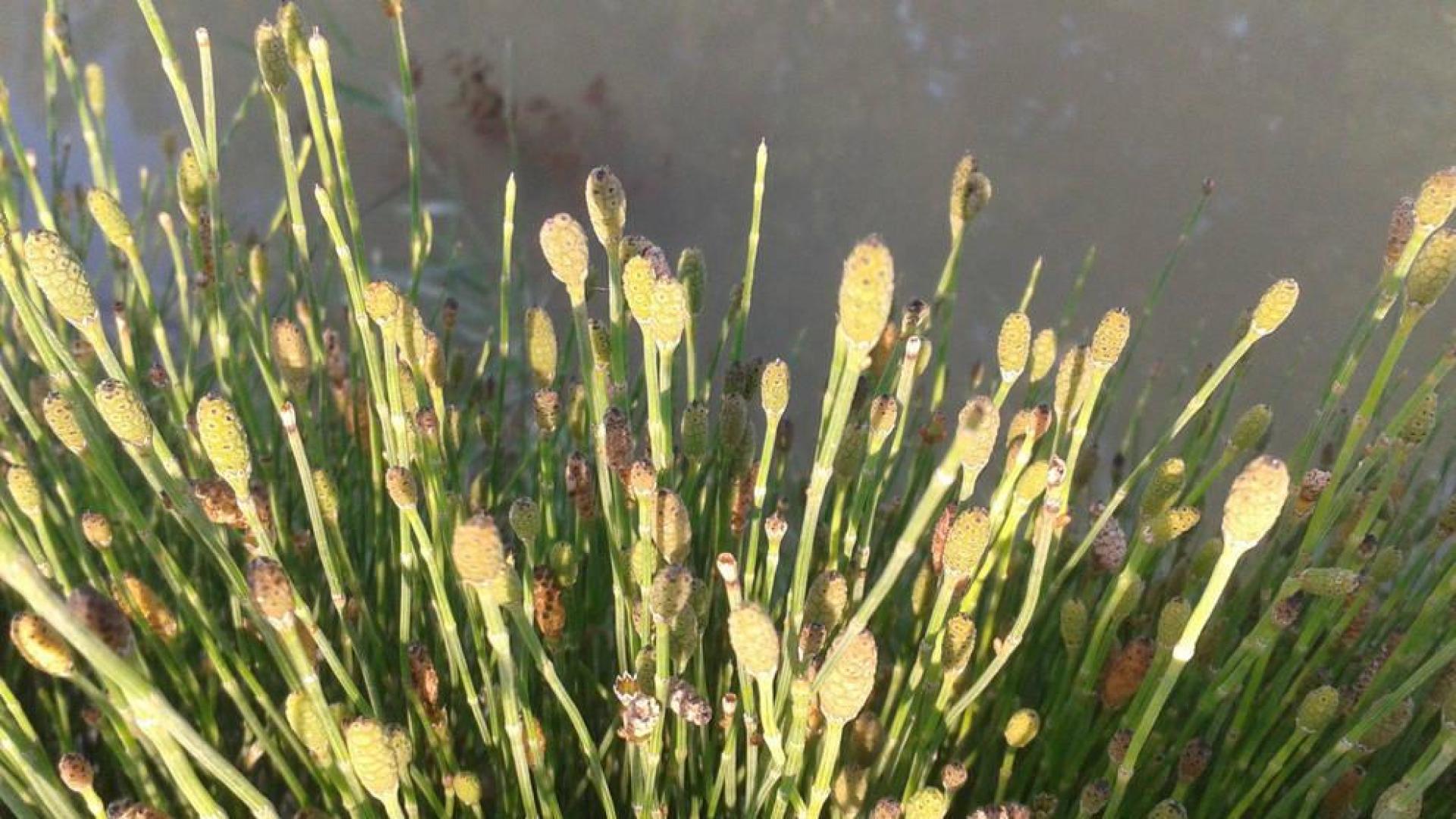 Imagen de varios ejemplares de 'Equisetum variegatum'.