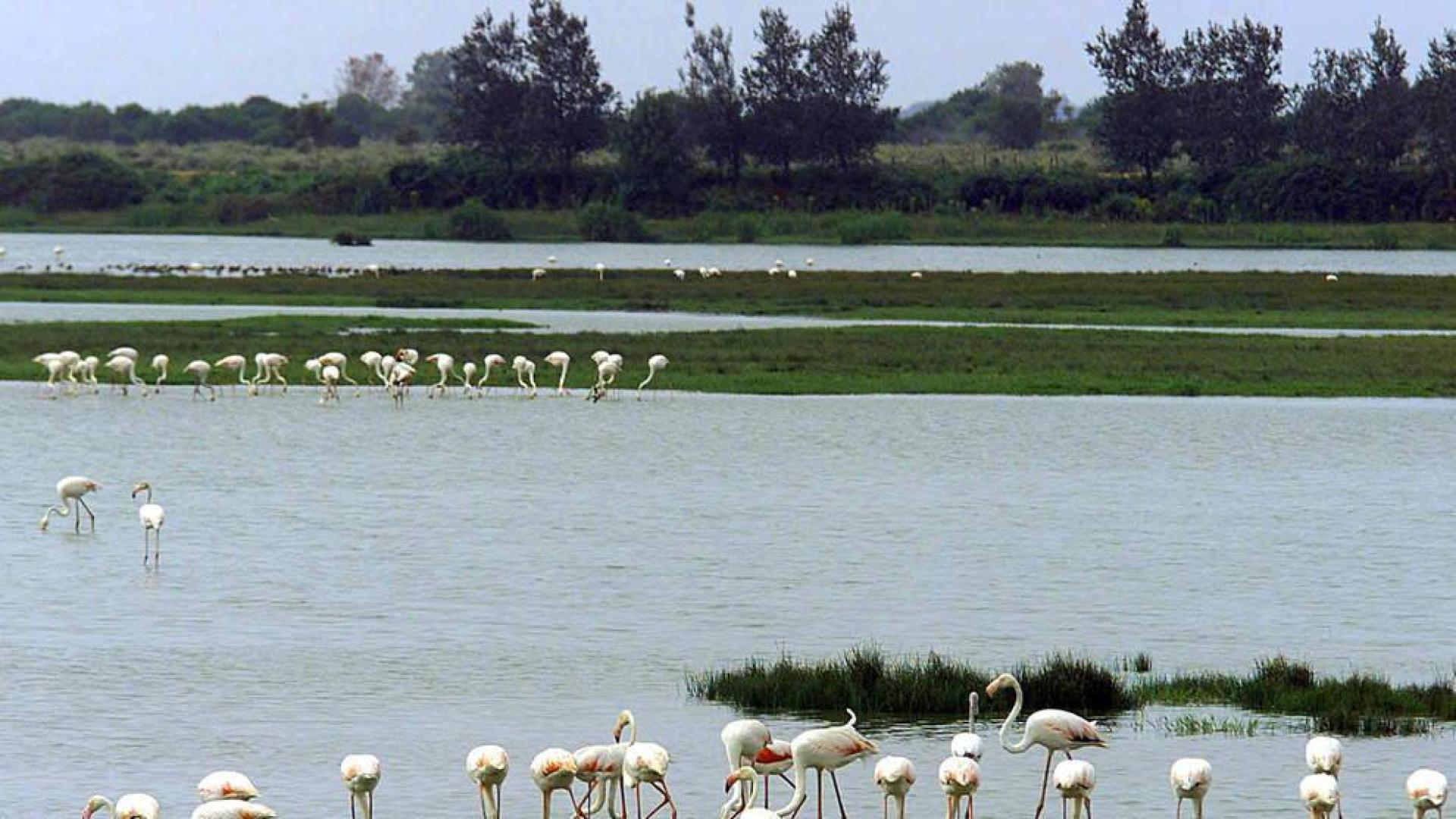 ¿Qué es el Espacio Natural de Doñana?