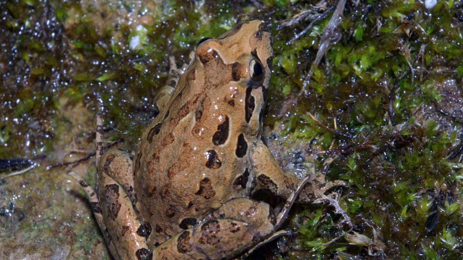 'Discoglossus jeanneae' o sapillo pintojo meridional, una especie navarra en peligro