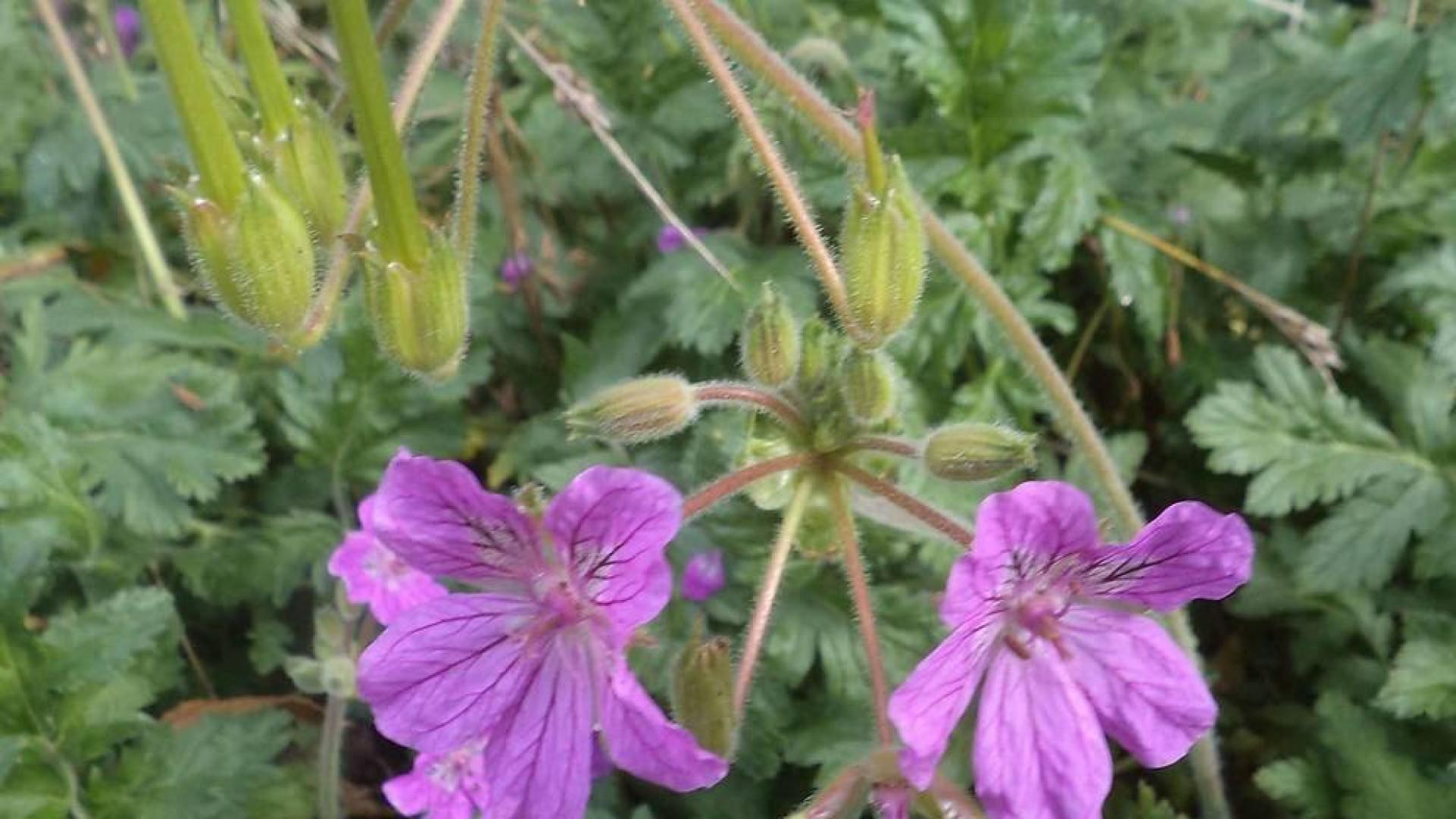 'Erodium daucoides', una especie navarra en peligro