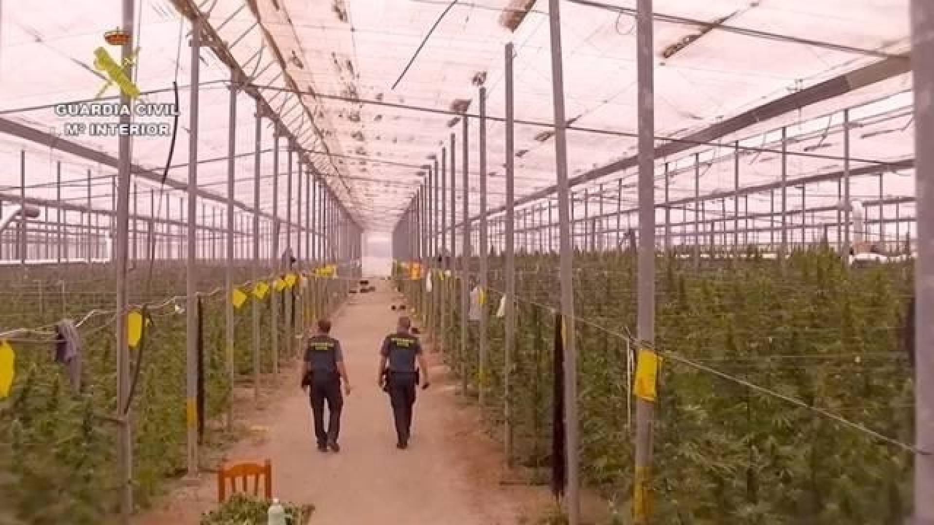 Desmantelan una red de cultivo de marihuana en Almería y Alicante