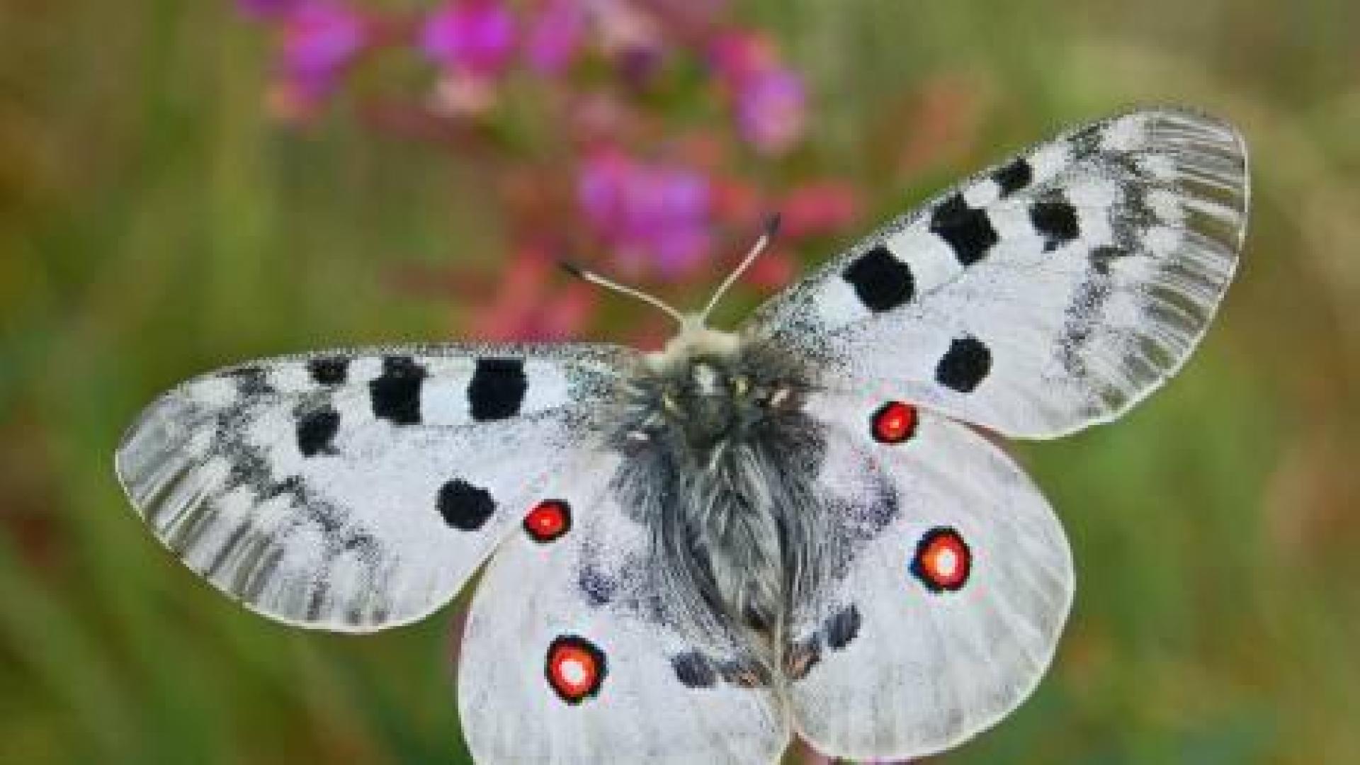 La mariposa Apolo.