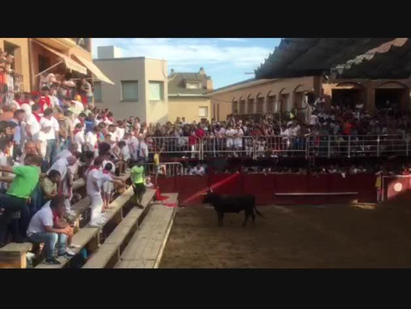 Una vaca salta el burladero en la plaza de Murchante