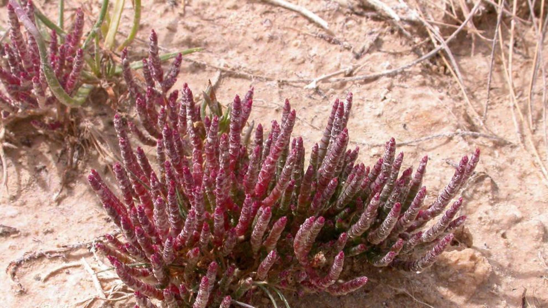 Una planta Microcnemum coralloides coralloides