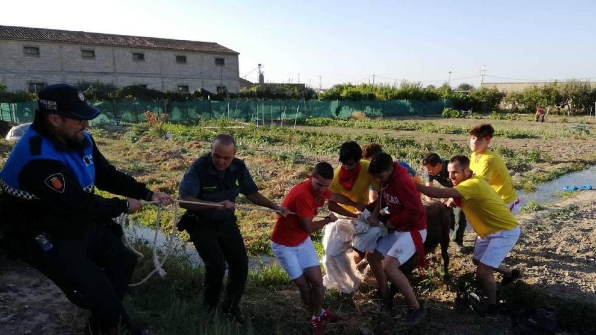 Vaquilla fugada en Valtierra.