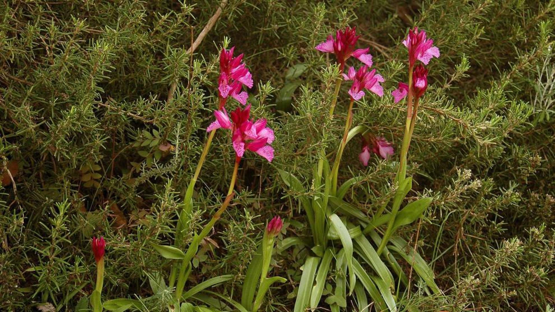 Plantas de Orchis papilionacea.