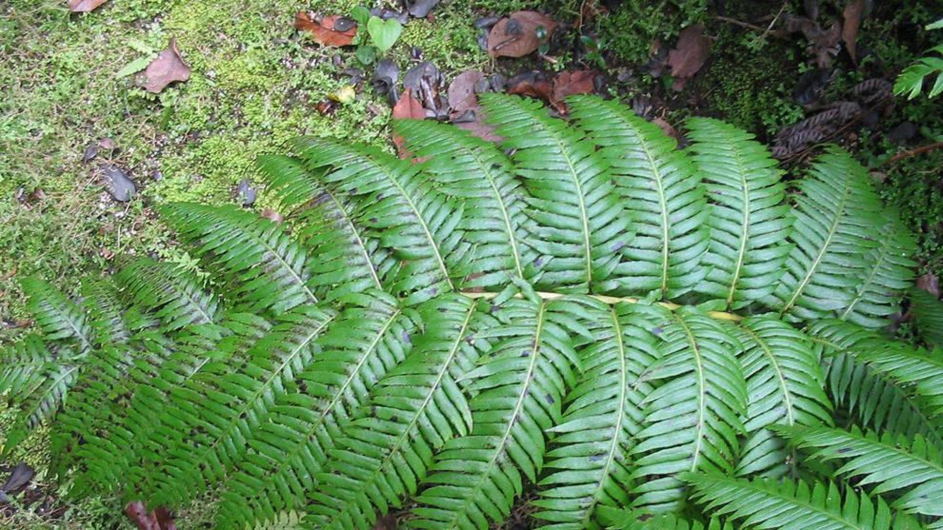 Una hoja de Woodwardia radicans.
