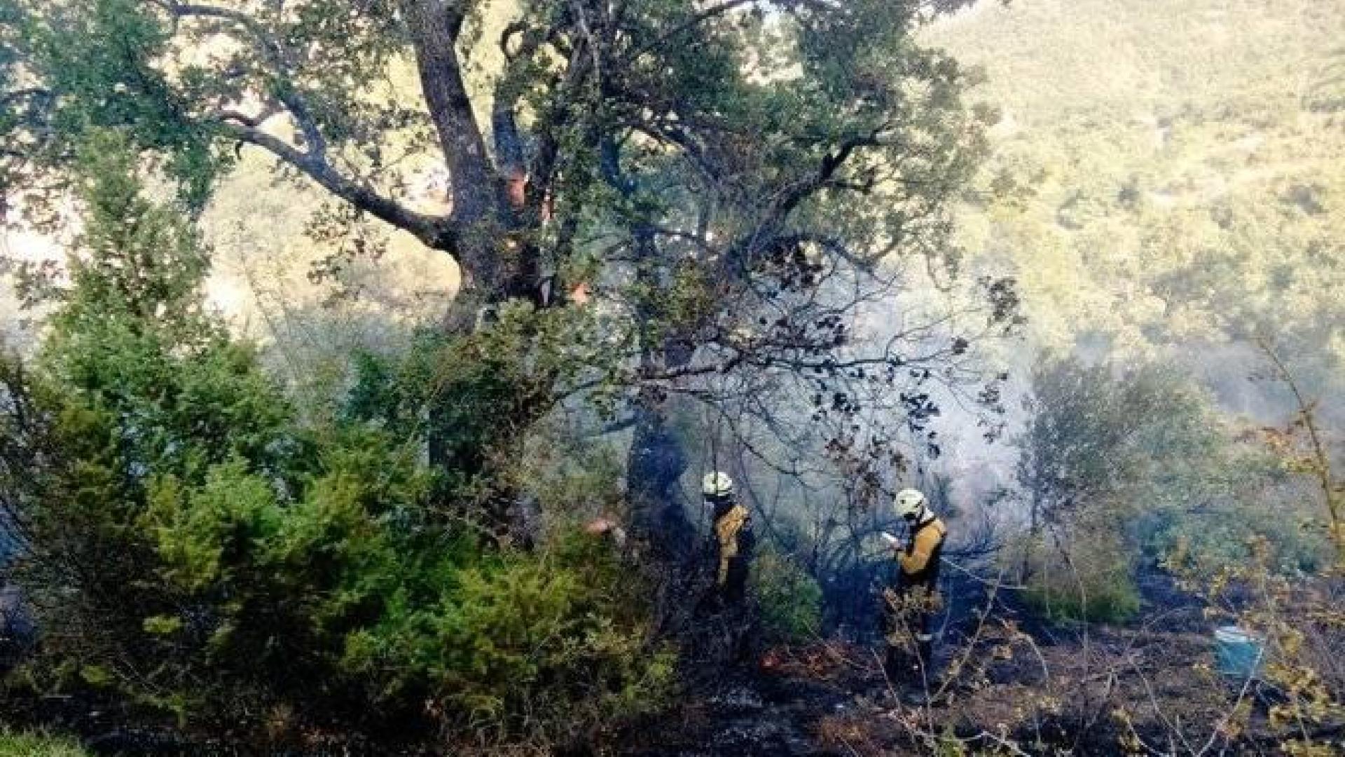Un roble ardiendo en el incendio de la sierra de Lóquiz