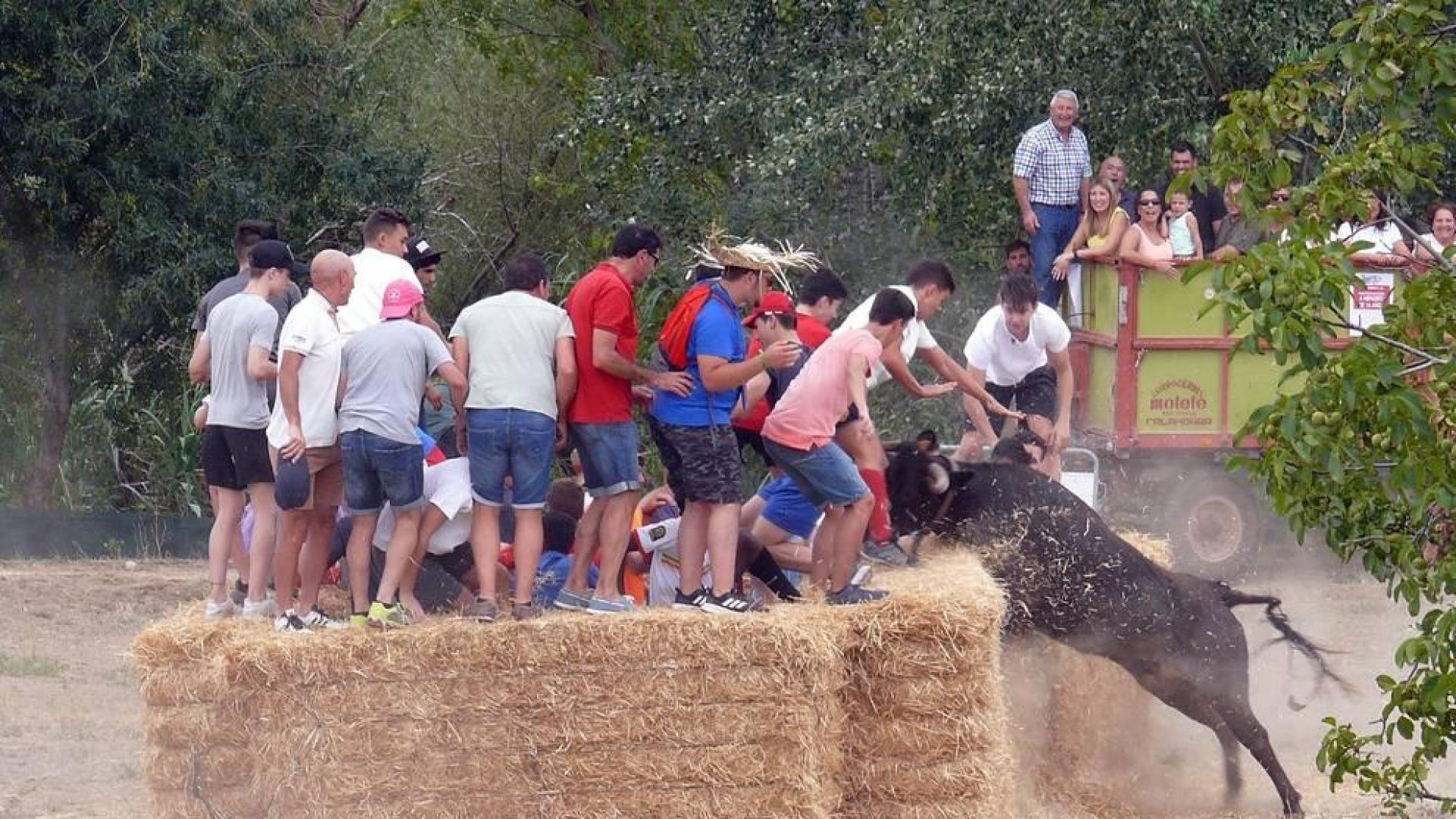 Fotos de la traída de vacas por el río Alhama en Cintruénigo