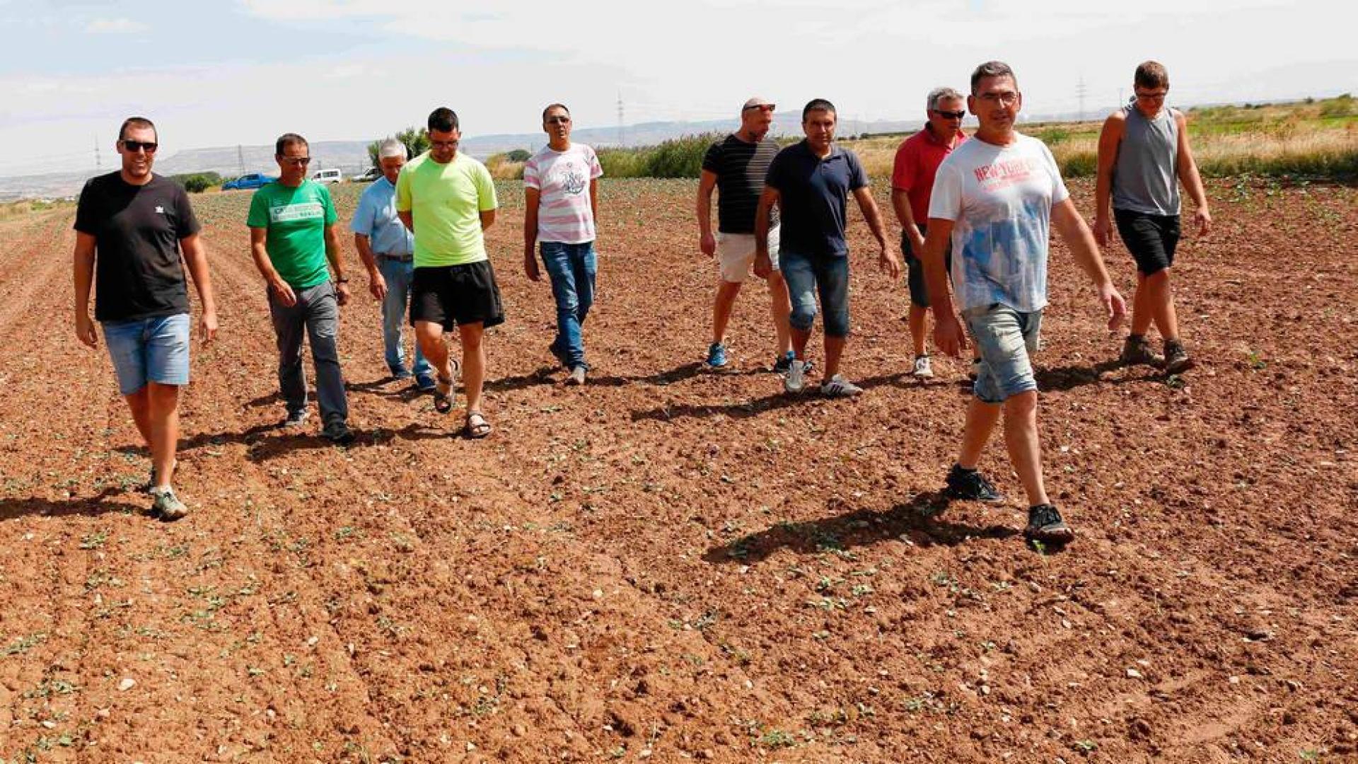 Agricultores de Ribaforada denuncian daños de los conejos en sus cultivos
