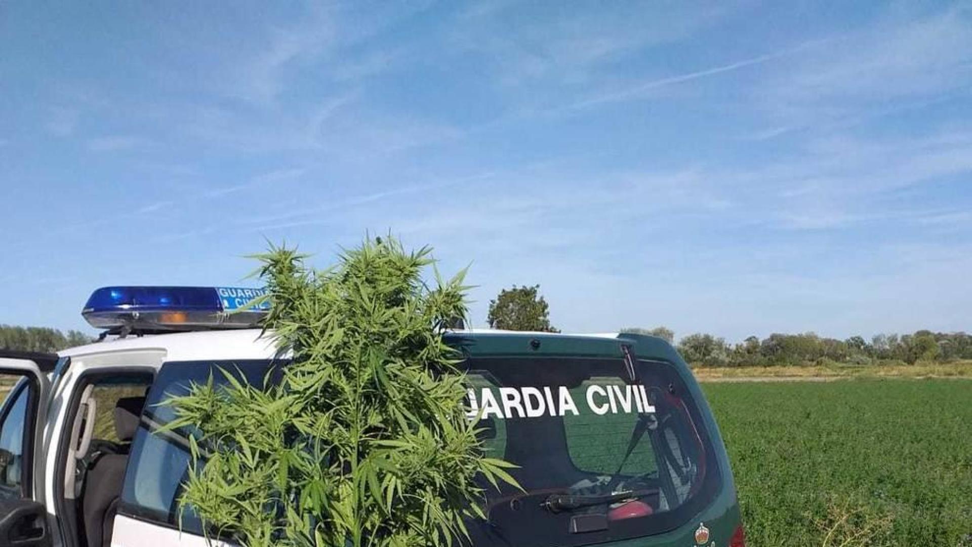 La Guardia Civil interviene cinco plantas de marihuana en unos campos de Buñuel
