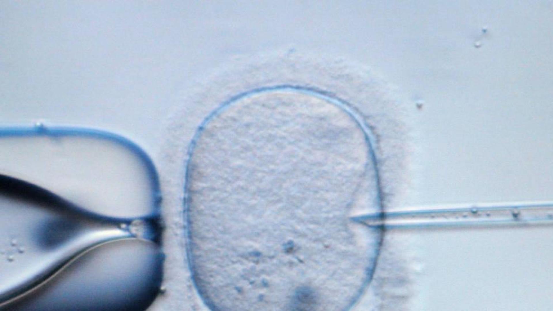 30 años de la primera fecundación in vitro de la Sanidad Pública