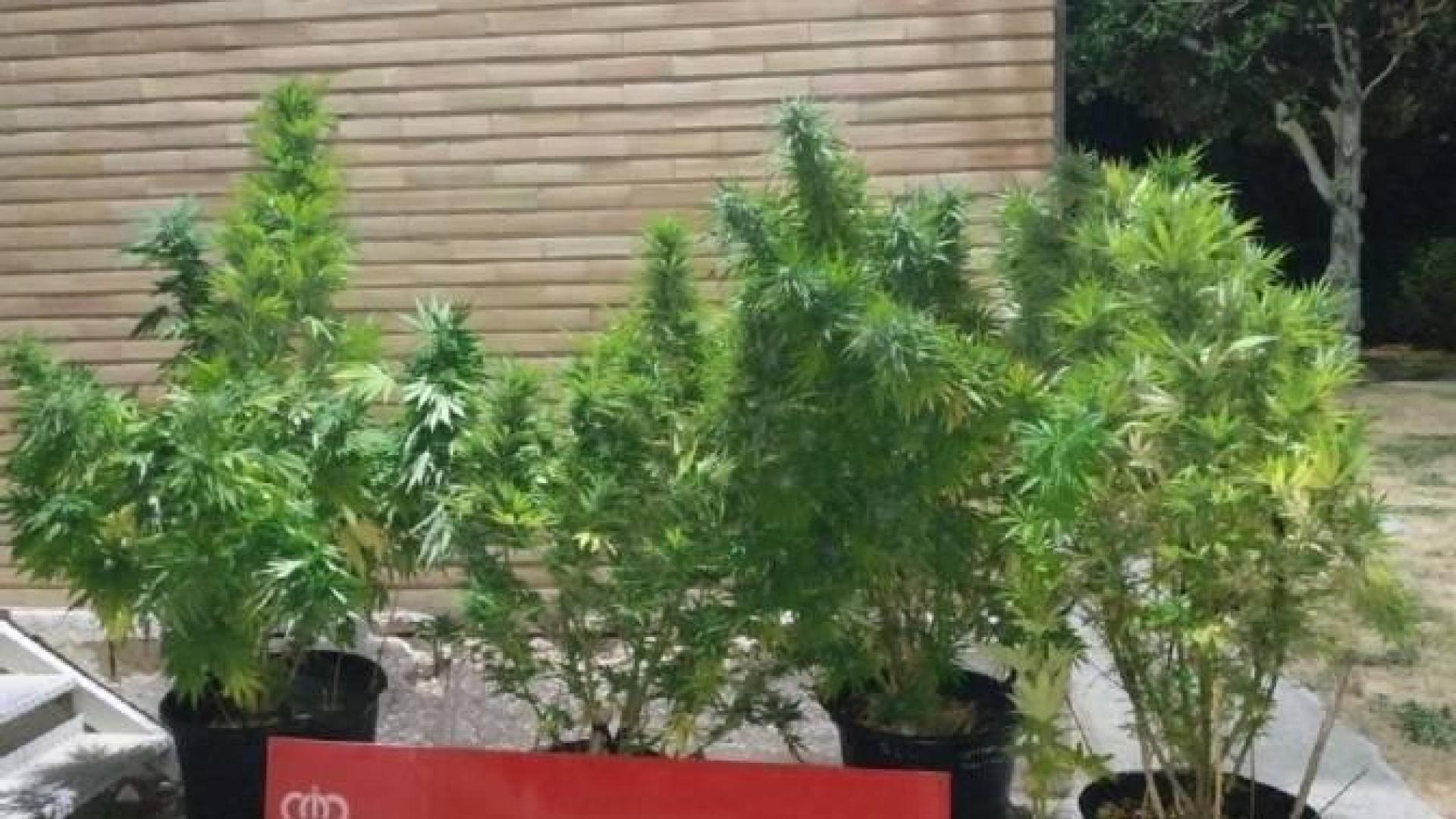 Se incautan de cinco plantas de marihuana del balcón de una vivienda