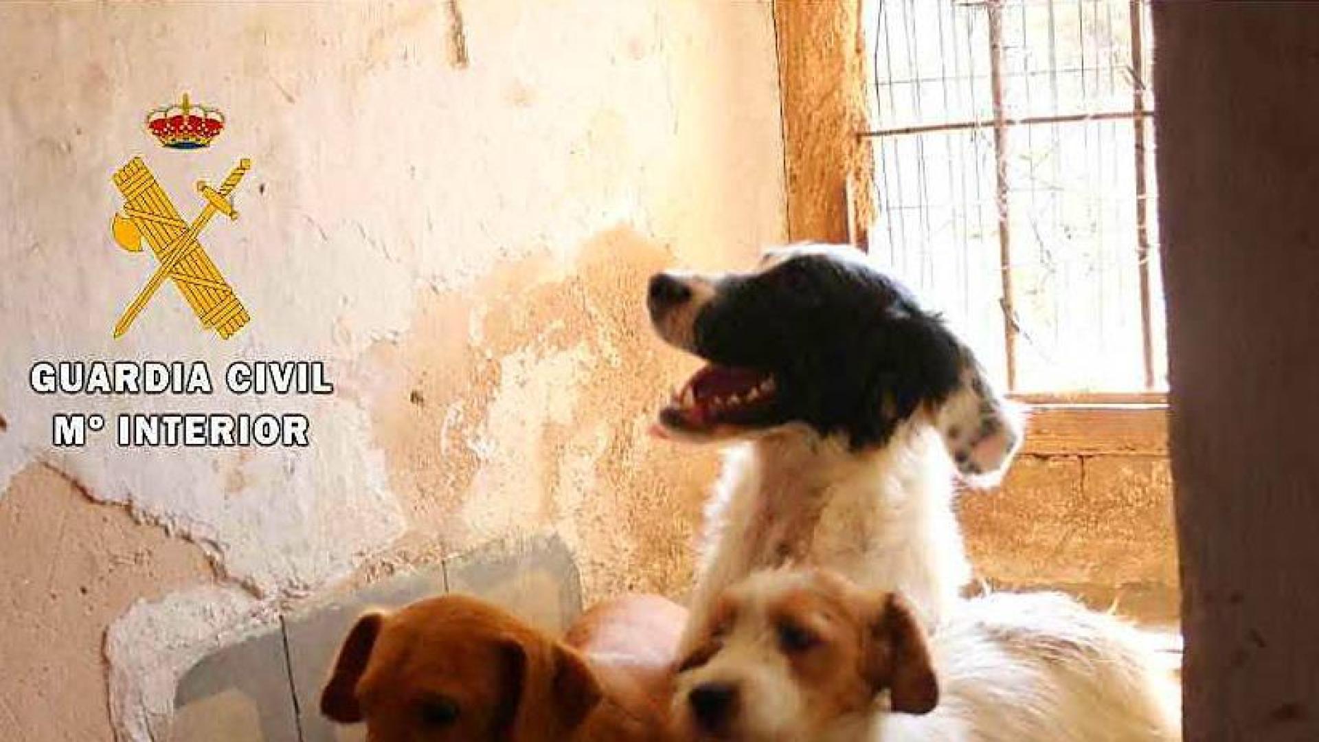 Investigadas dos personas en Lodosa que poseían tres perros en malas condiciones