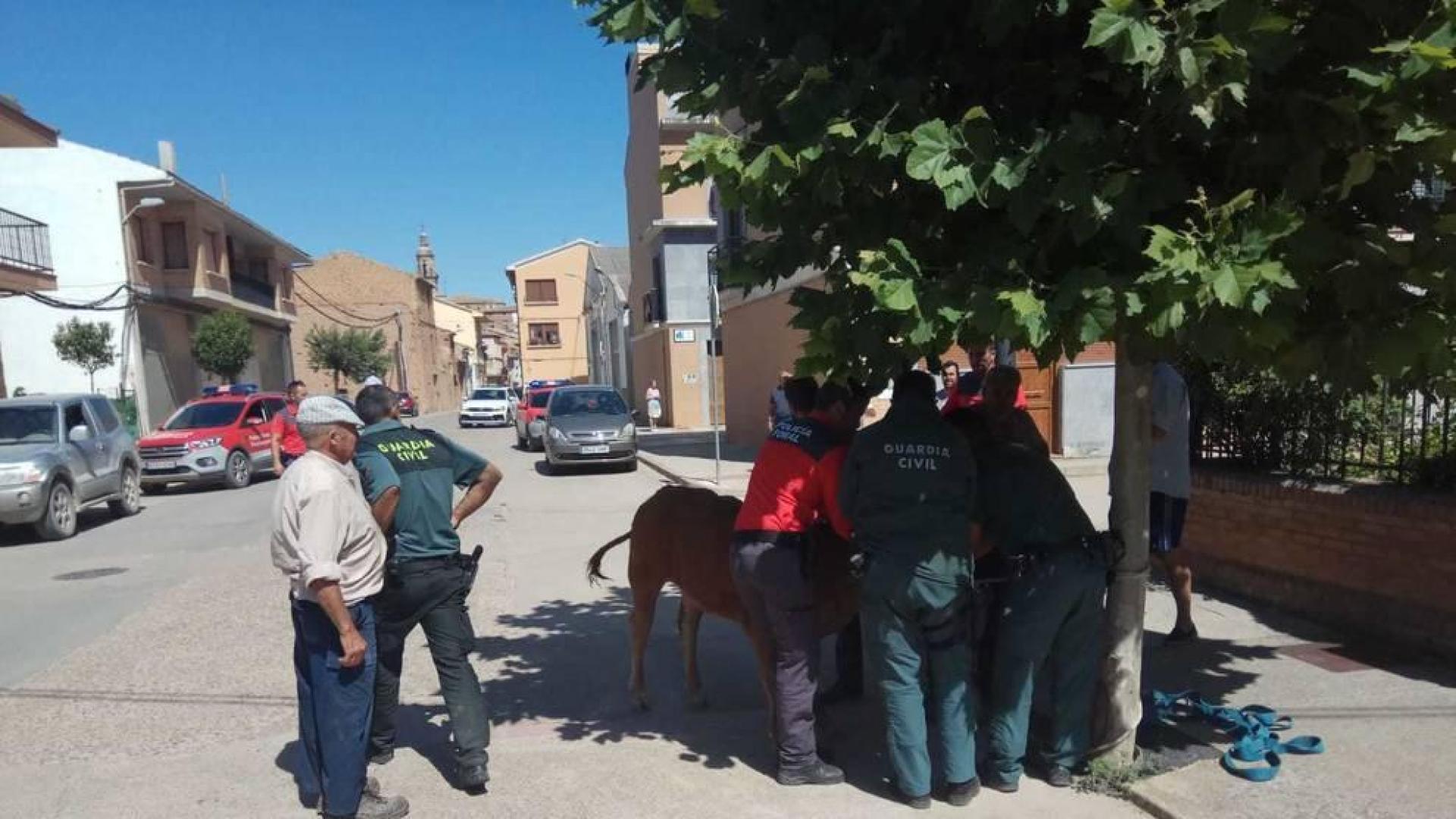 Capturan a una ternera que se había escapado en Mendavia