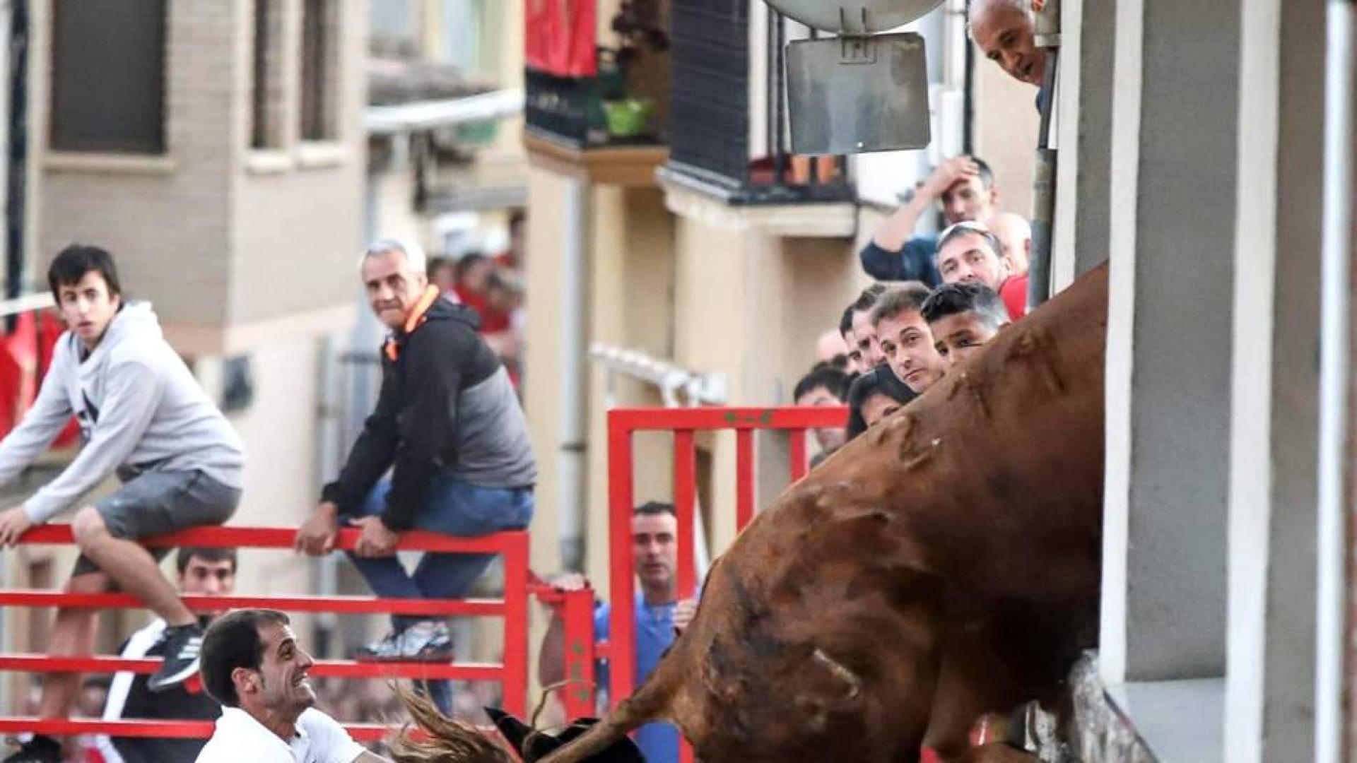 Un toro, a punto de acceder a una casa de Milagro por la ventana