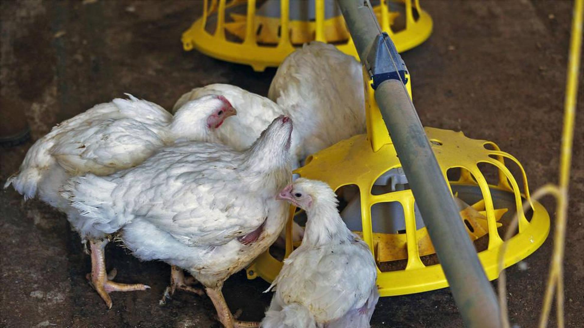 Varios pollos, en una granja.