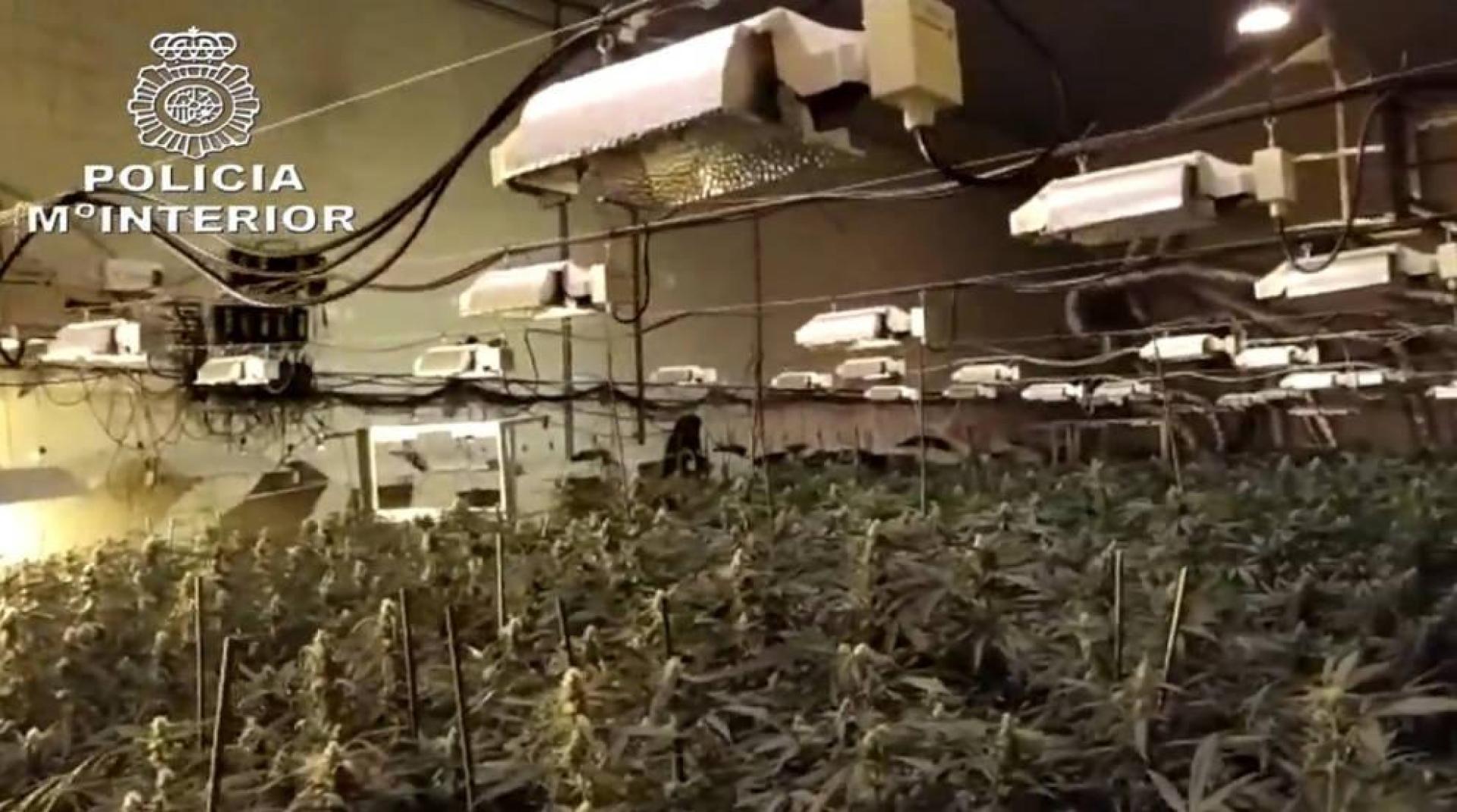 Plantación de marihuana.