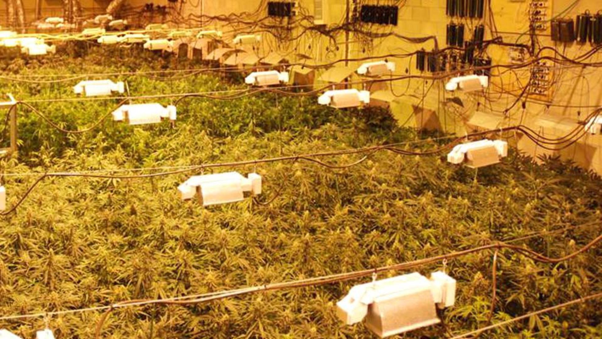 Tres detenidos, dos imputados y 5.830 plantas de marihuana intervenidas en Navarra