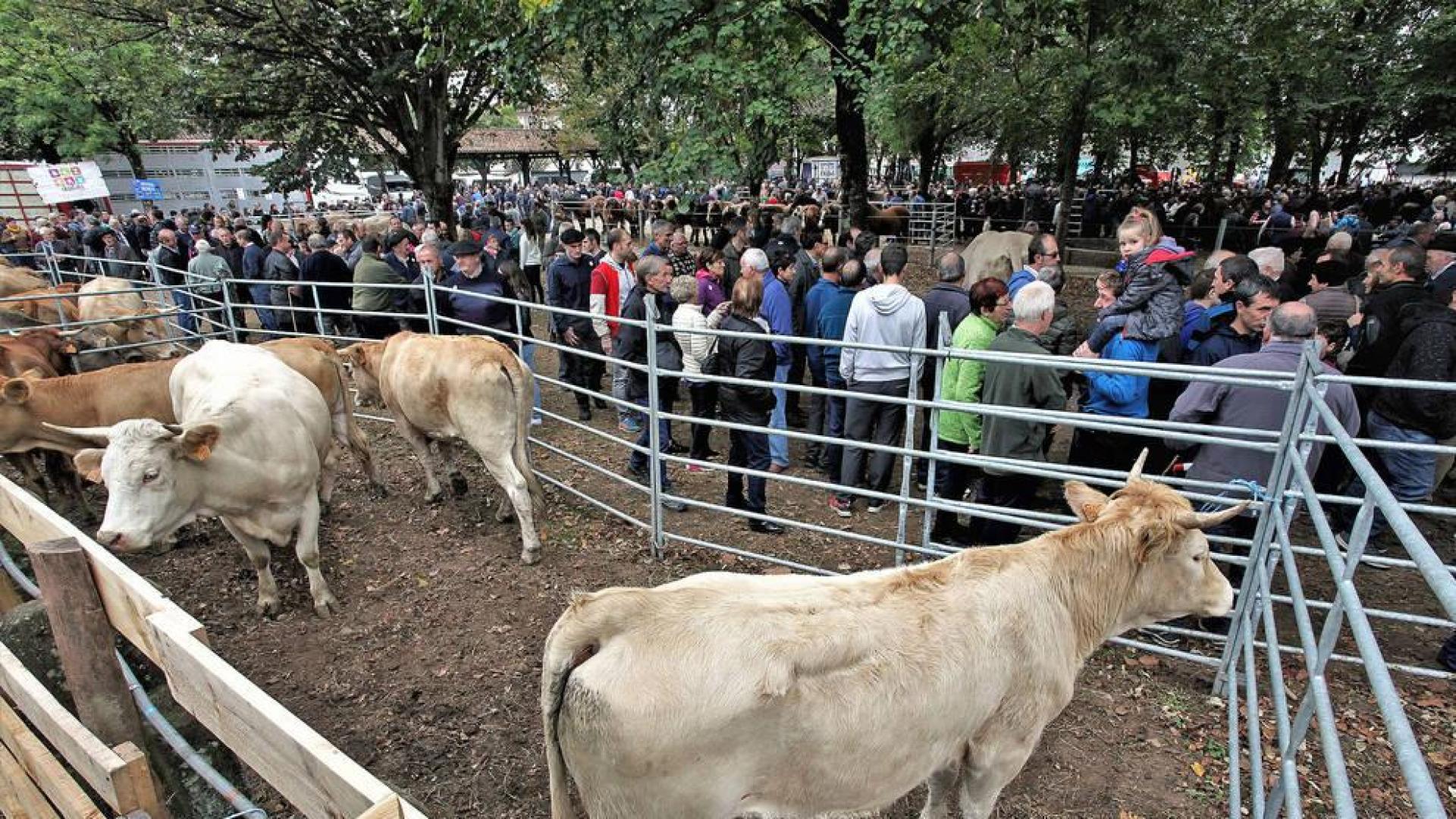 Elizondo recibirá a 30 ganaderías en el certamen de raza pirenaica