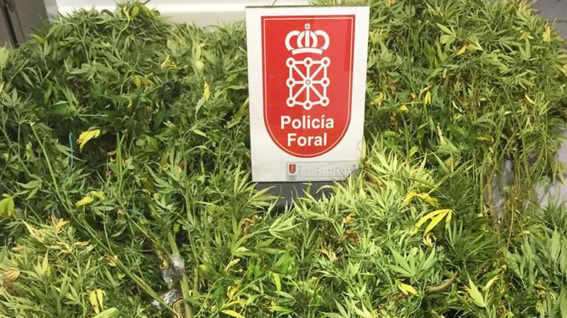 La Policía Foral se incauta de 10 plantas de marihuana en un campo de Irurtzun