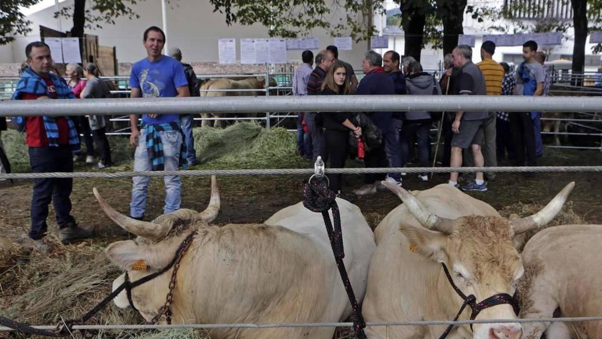 Todas las fotos de la feria de la vaca pirenaica en Elizondo