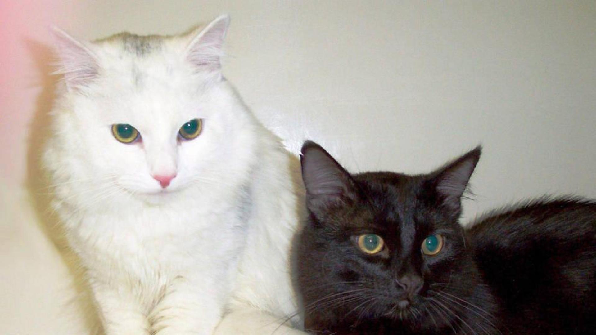 Nueva York tendrá en diciembre su primera cafetería con gatos