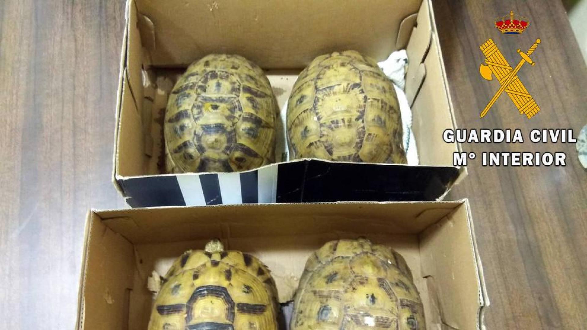 Detenido en Almería al intentar entrar en España con 4 tortugas moras ocultas en un vehículo