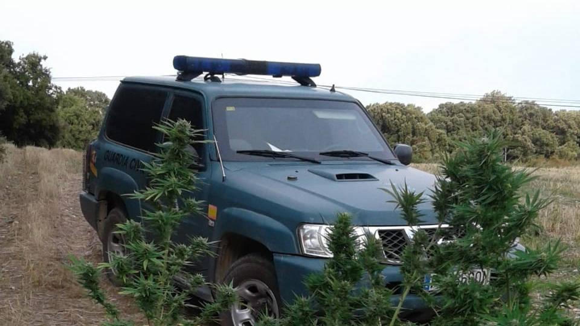 Incautadas 10 plantas de marihuana en terrenos públicos de Ayegui, Artavia y Eulate