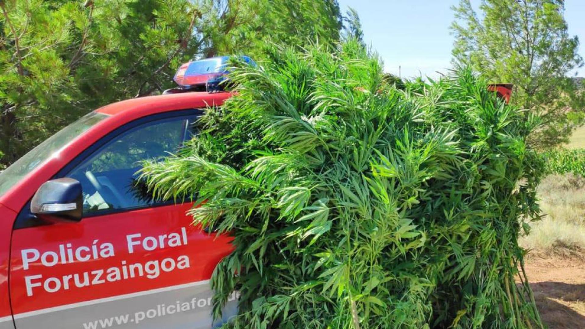 La Policía Foral interviene 62 plantas de marihuana en la Zona Media