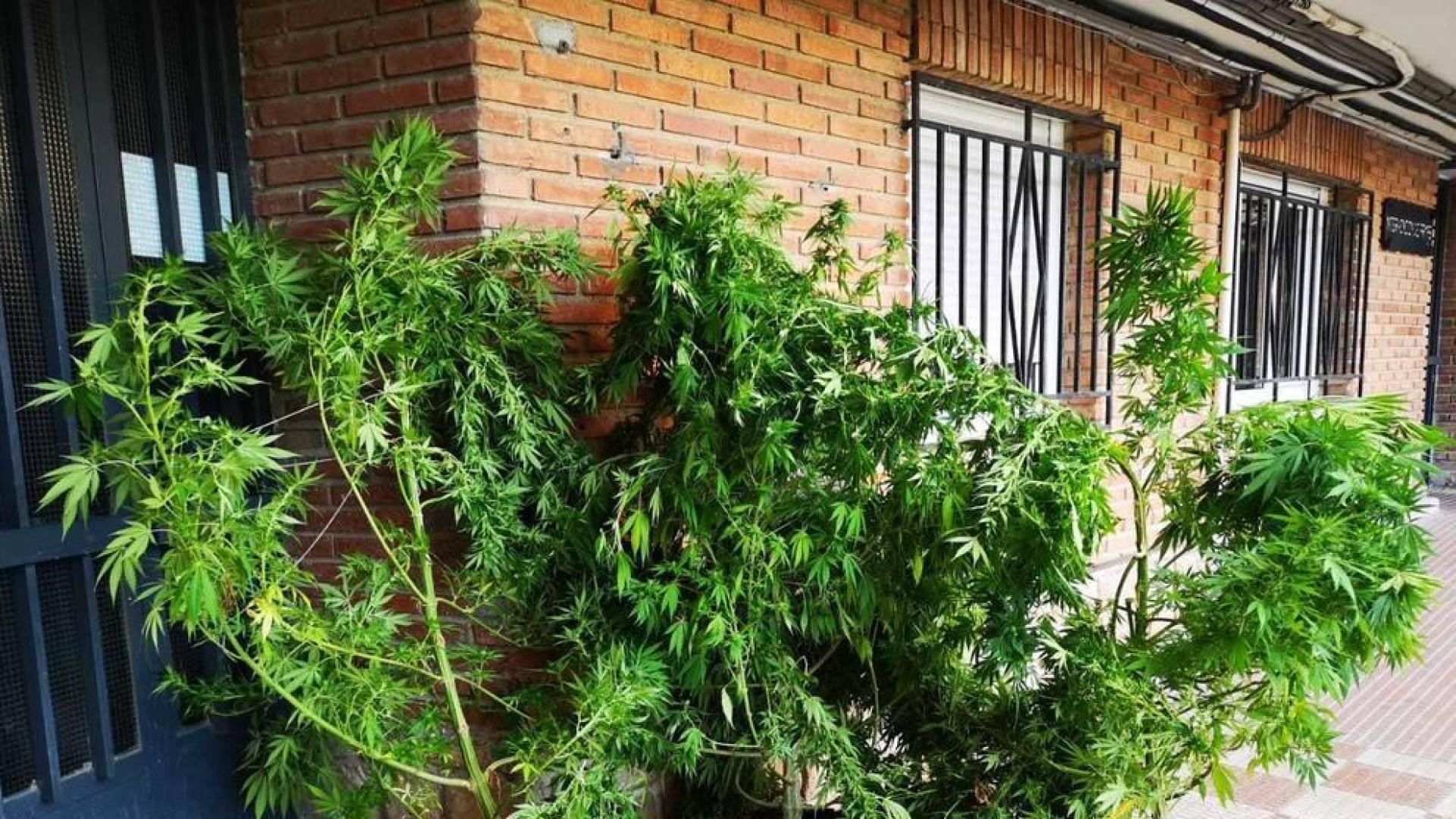 Intervenidas diez plantas de marihuana en Tierra Estella