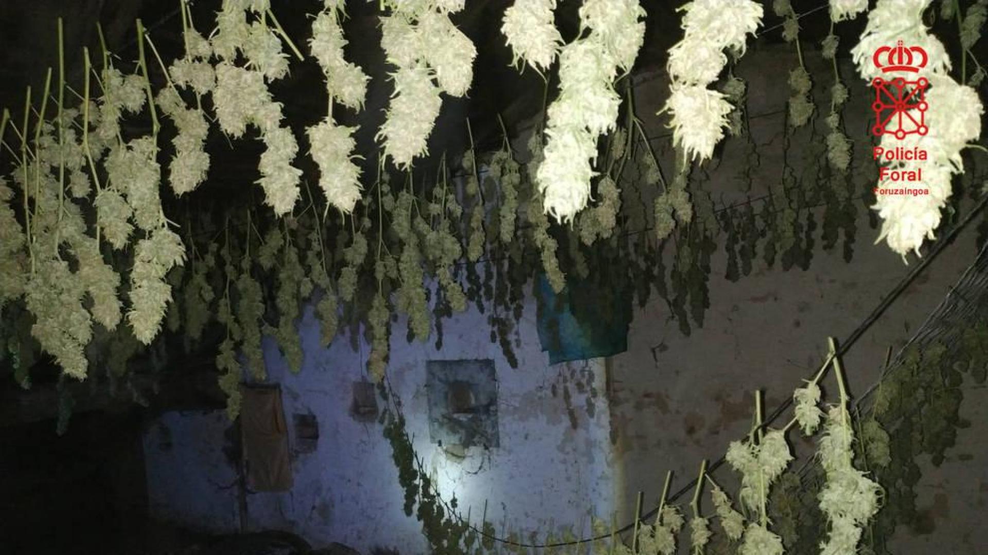 La Policía Foral se incauta de 63 plantas de marihuana y localiza un secadero en Alsasua