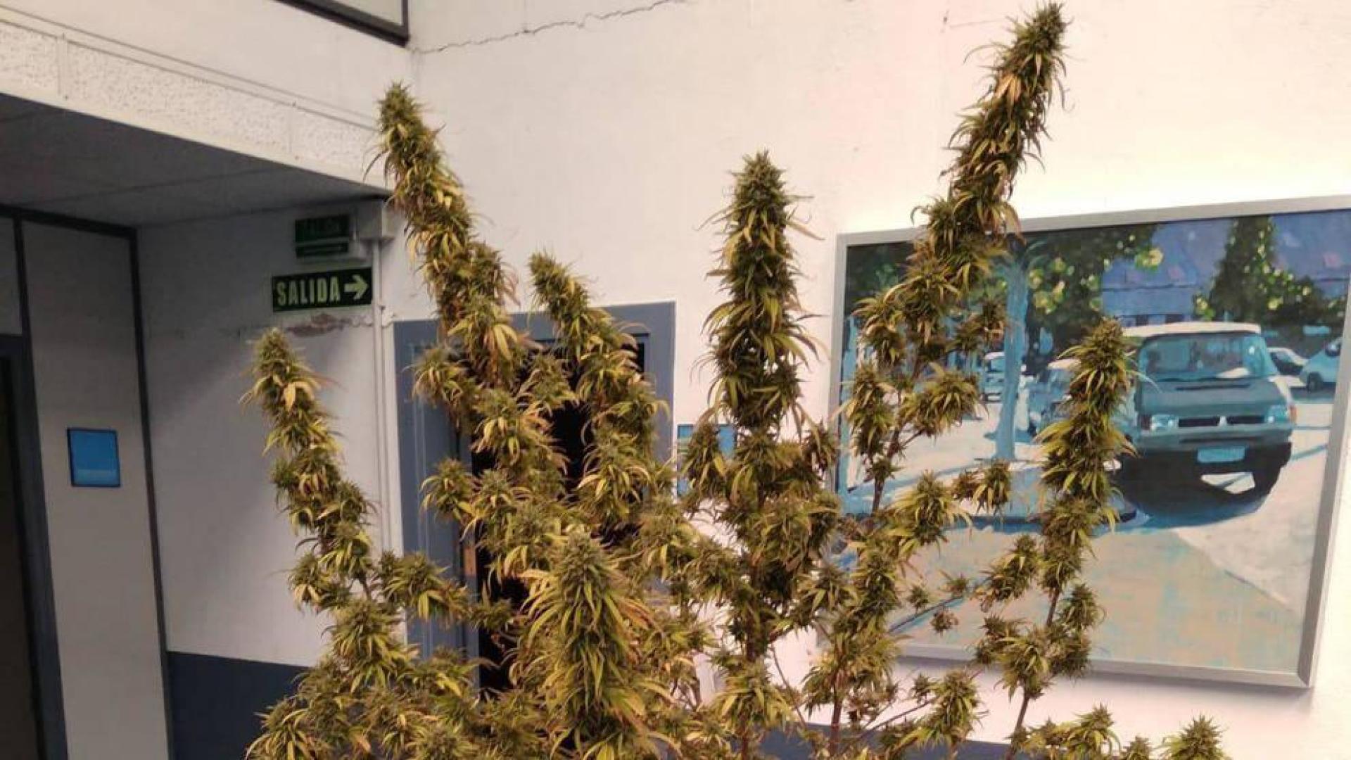 Incautan marihuana a una mujer de 93 años en  Zizur Mayor