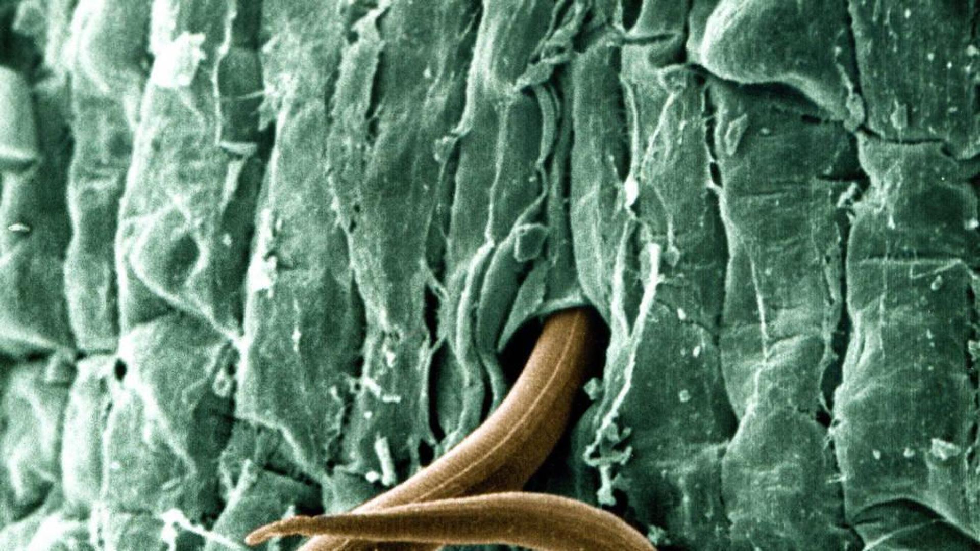 Los nematodos (o gusanos) que dominan el planeta