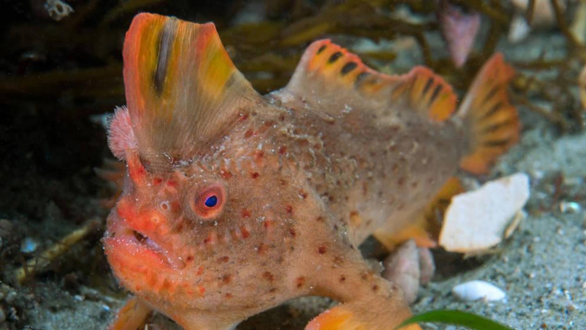 Presentan a los últimos pez-mano rojo del planeta para evitar su extinción