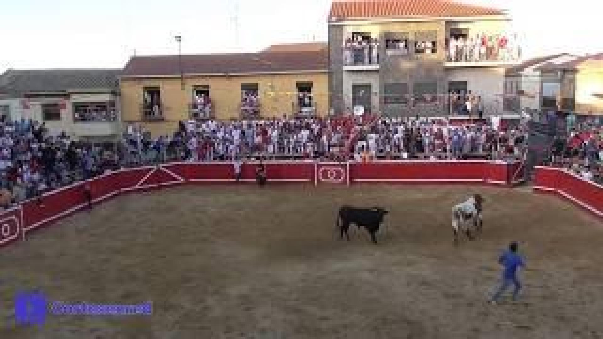 Cornada en el callejón en Cortes
