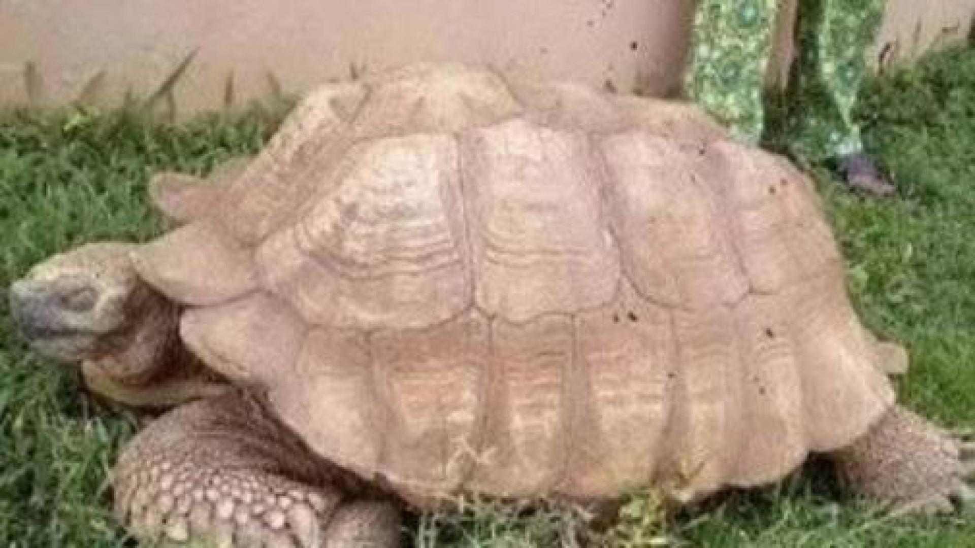 Muere a los 344 años Alagba, la tortuga más vieja de África