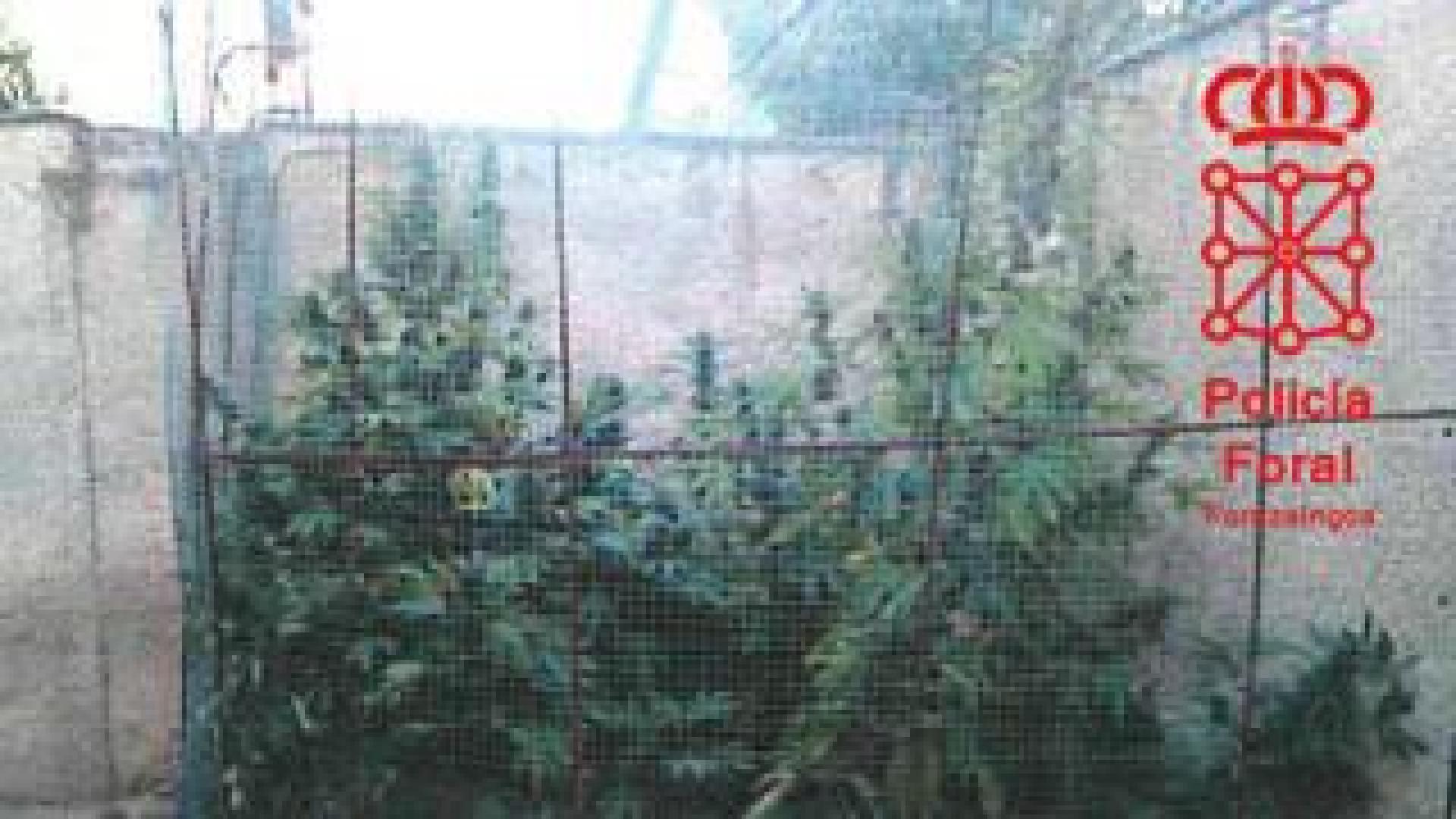 Una patrulla acude a atender un accidente y encuentra una plantación de marihuana