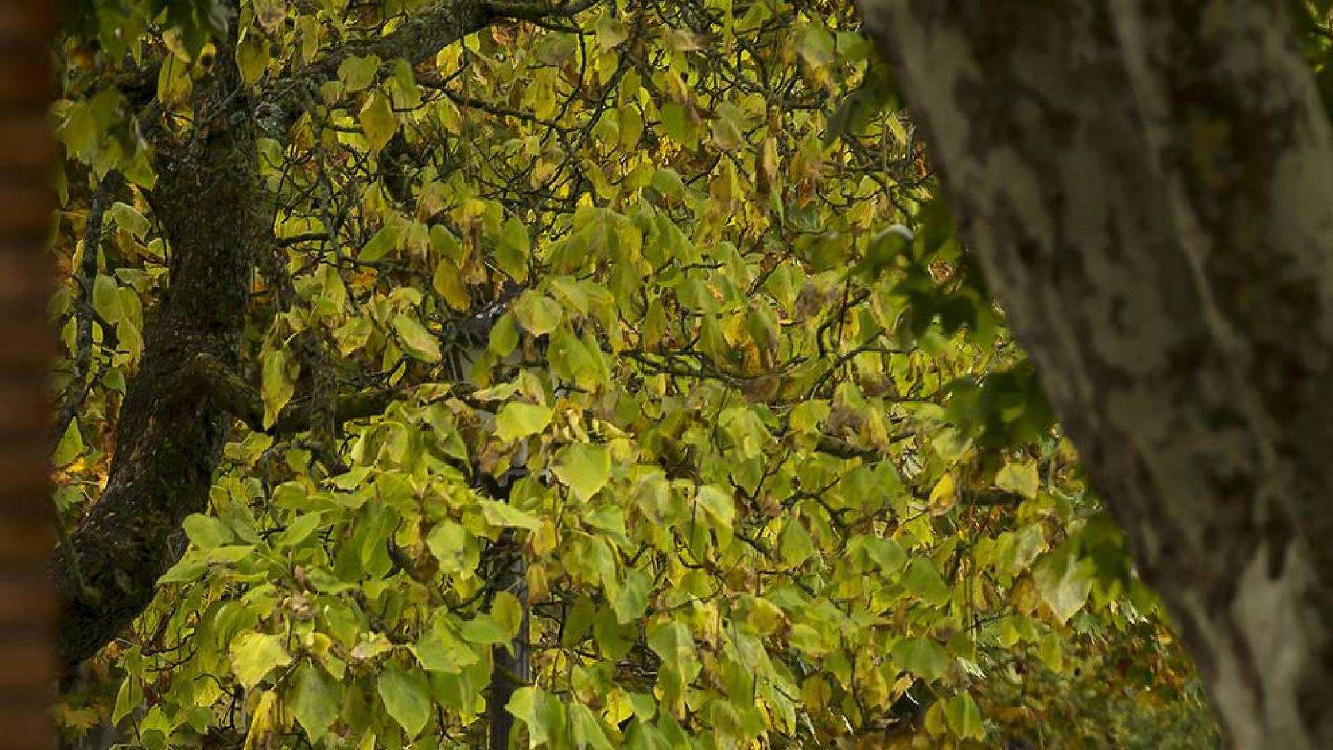 Fin de semana con temperaturas altas y viento sur