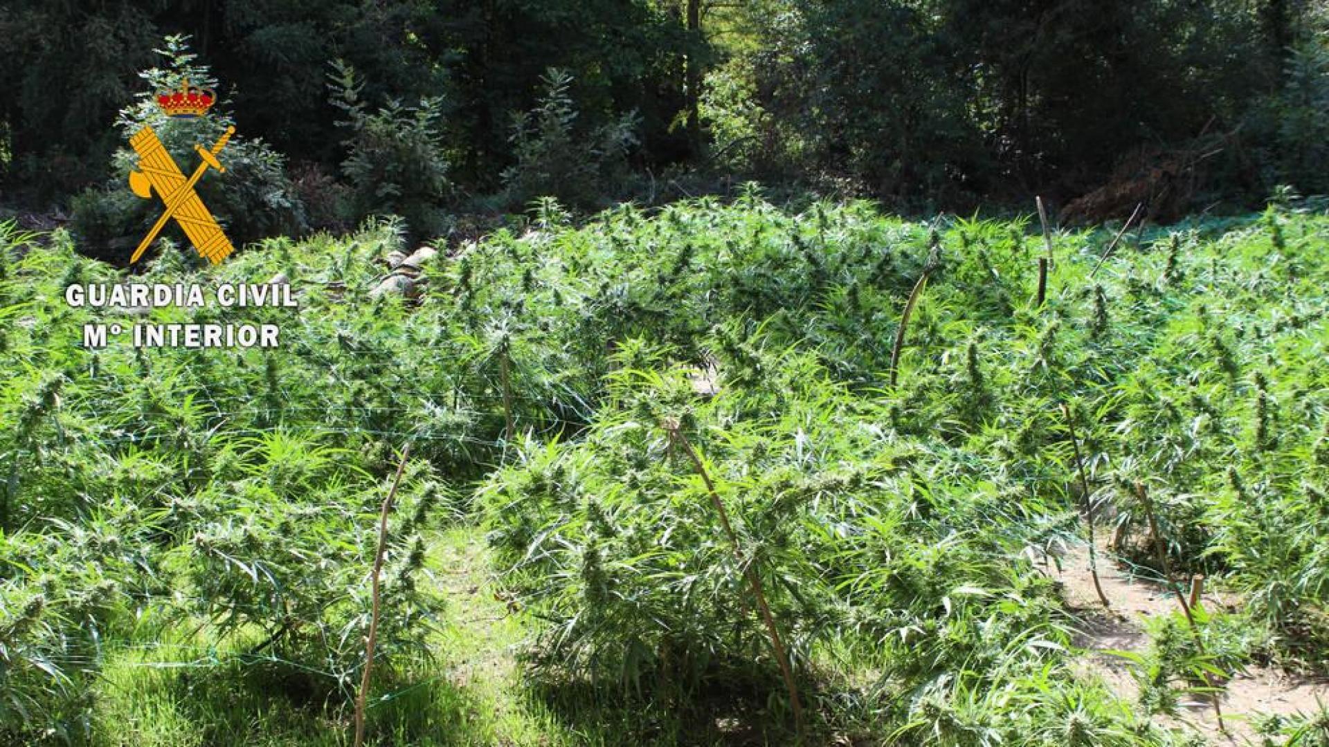 Incautadas 320 plantas de marihuana listas para su venta cerca de Lizoáin