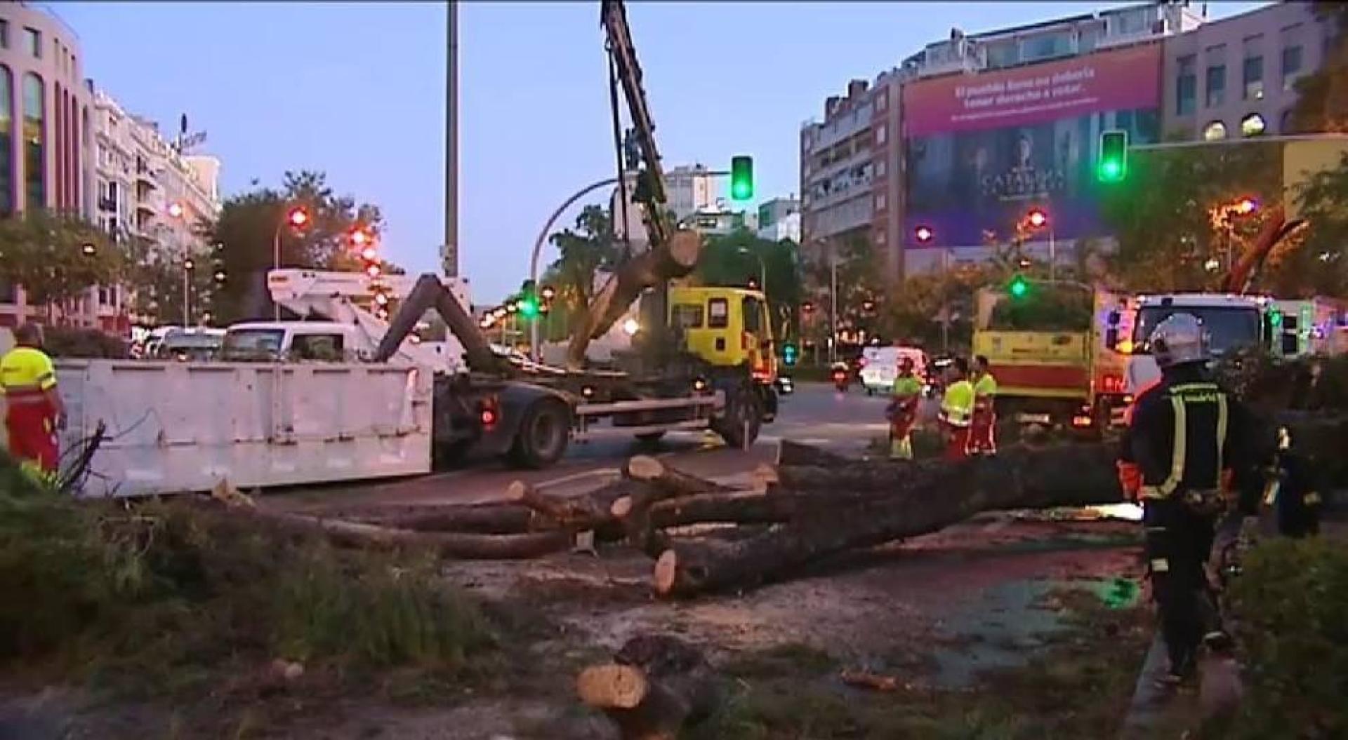 Un árbol cae en mitad del paseo de la Castellana de Madrid