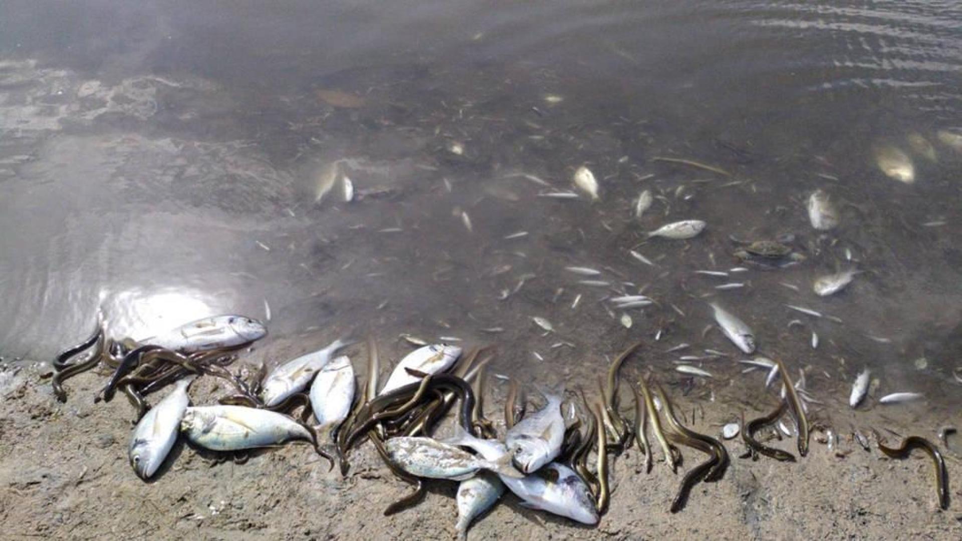 Aparecen miles de peces y crustáceos muertos en el Mar Menor por la gota fría