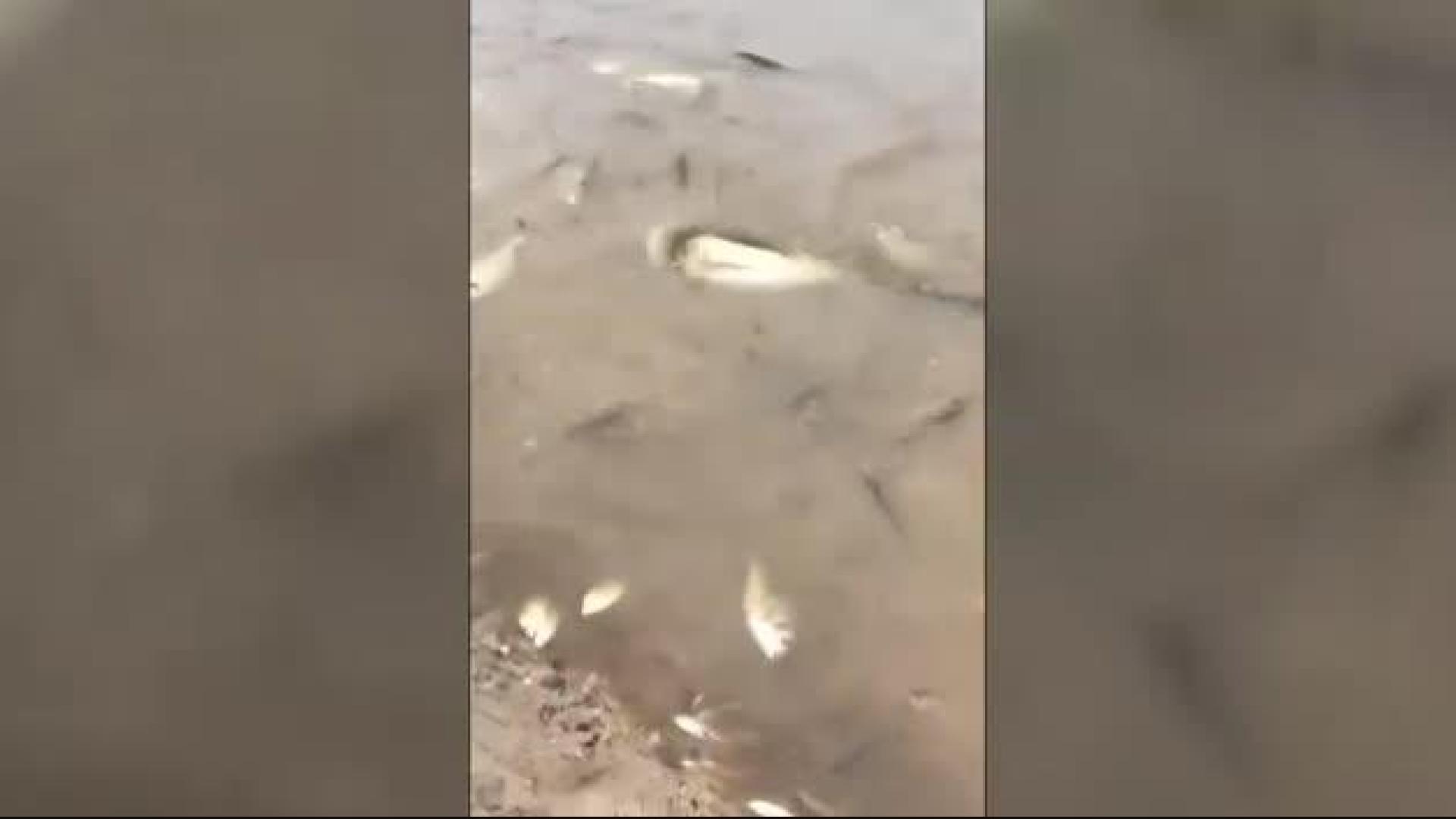 Miles de peces agonizan en el mar Menor