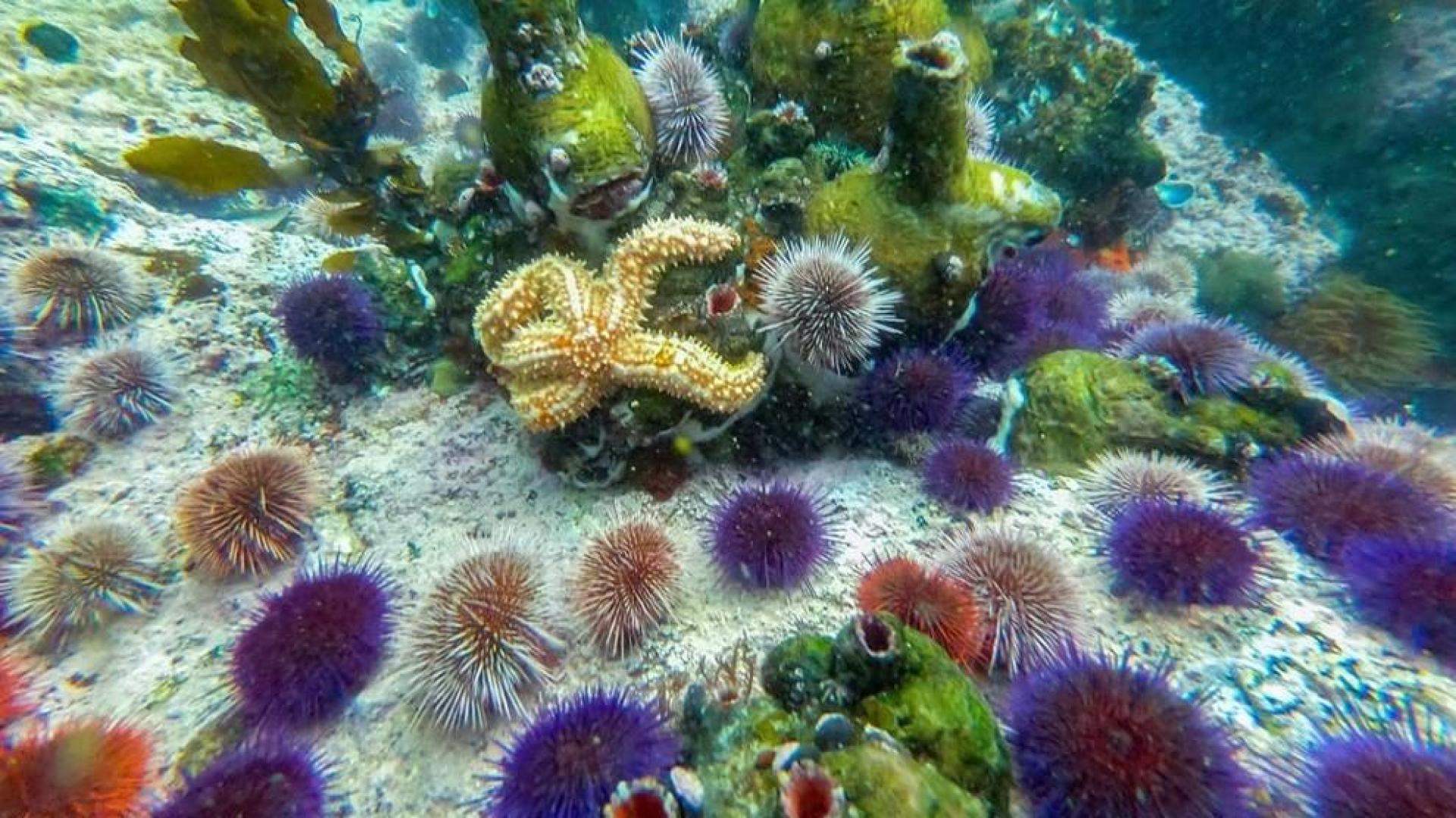 Una científica española, galardonada en Australia por su lucha ecologista
