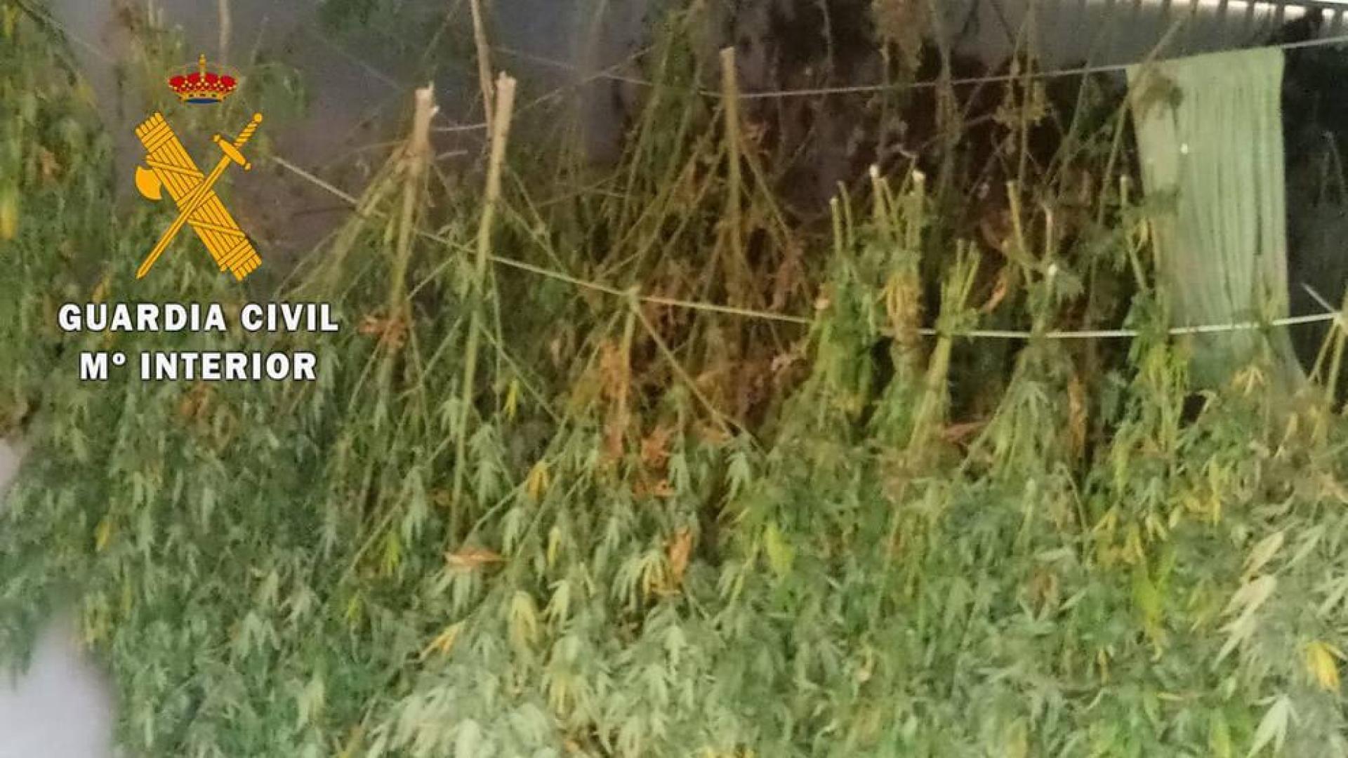 La Guardia Civil interviene casi 13 kilos de marihuana en dos parajes de la Ribera