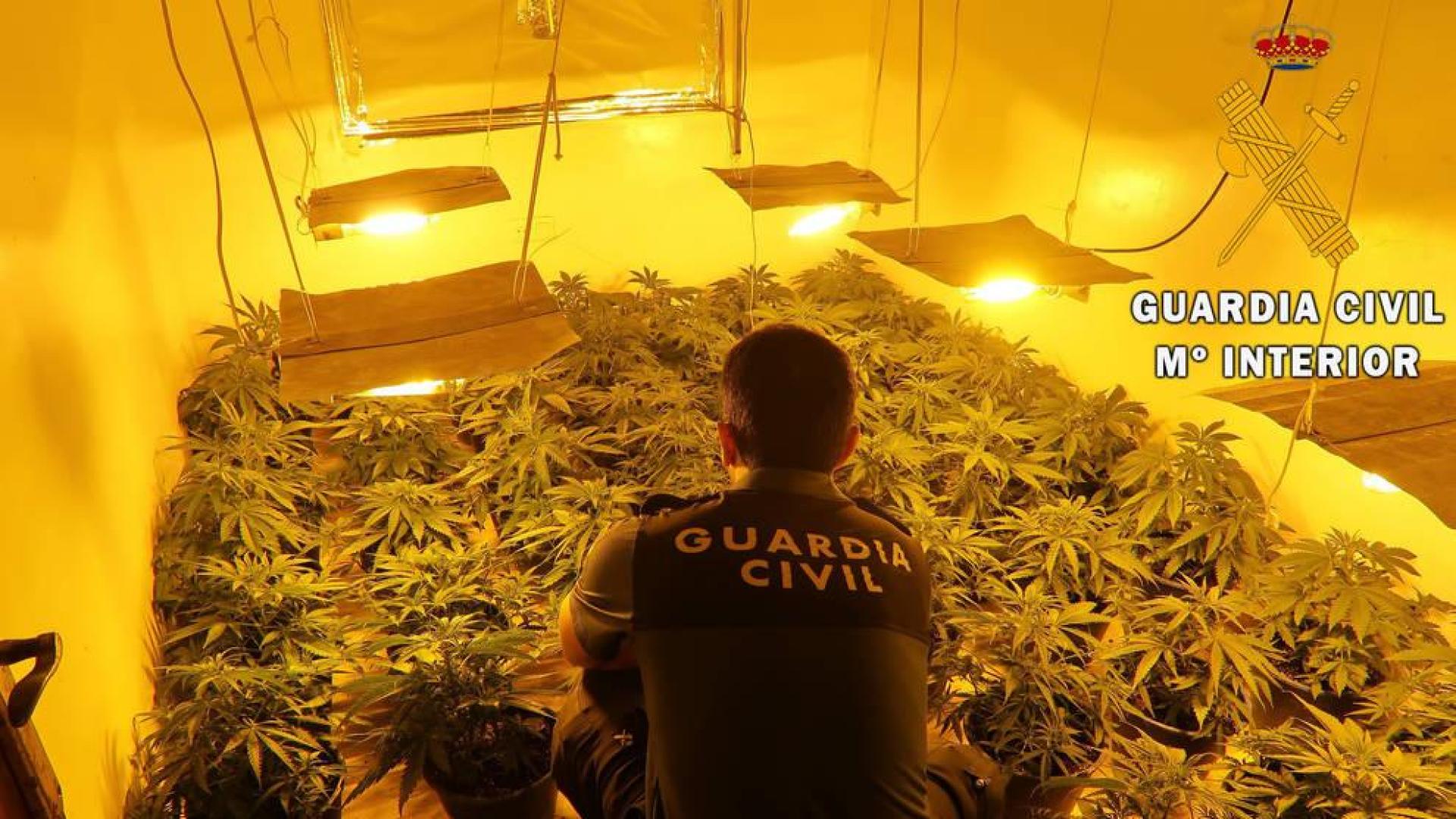 Una detenida con un cultivo de 900 plantas de marihuana y 68 enganches ilegales