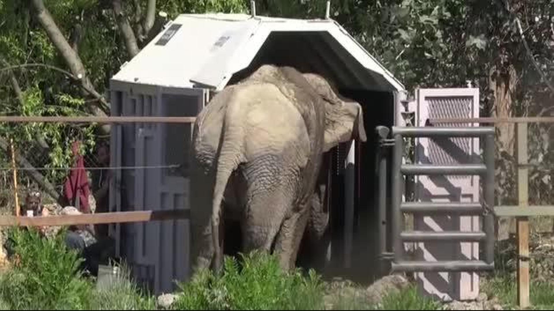 La elefanta Ramba descansará en un santuario brasileño tras años de maltrato