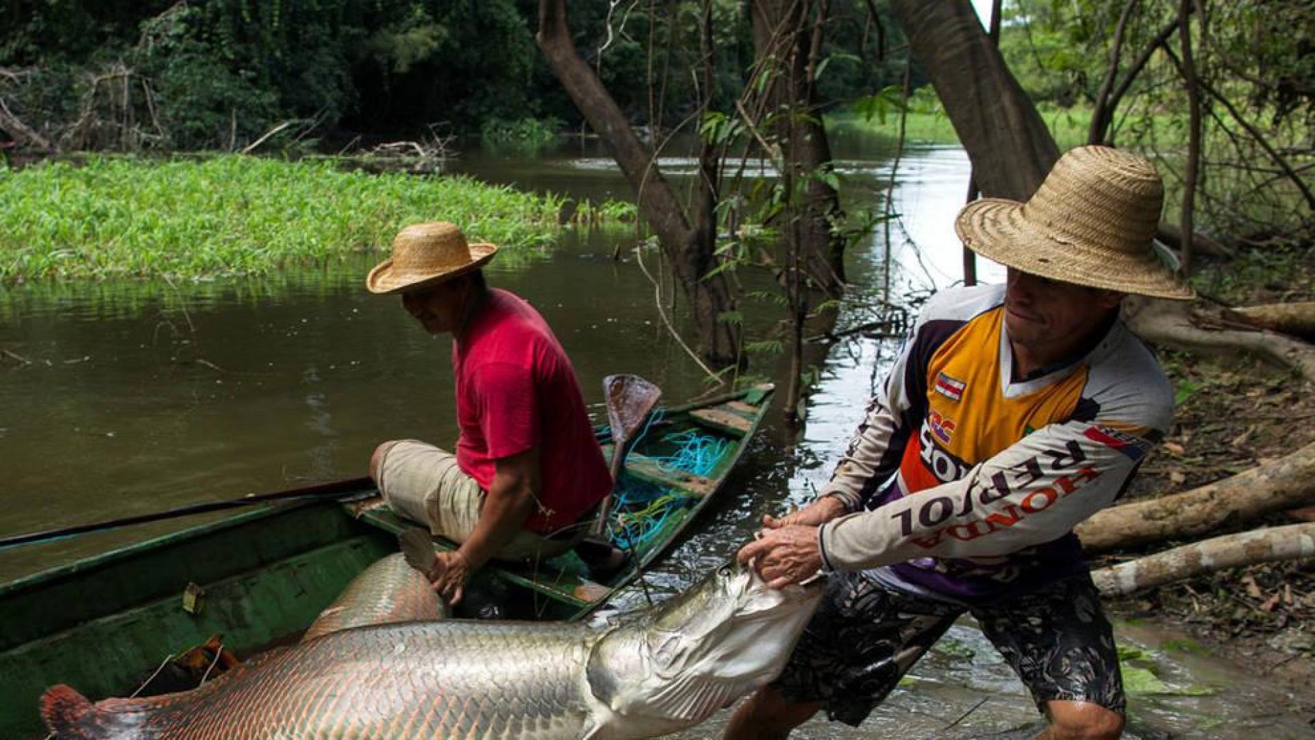 Un pez gigante del Amazonas tiene escamas que resisten a las dentelladas de las pirañas